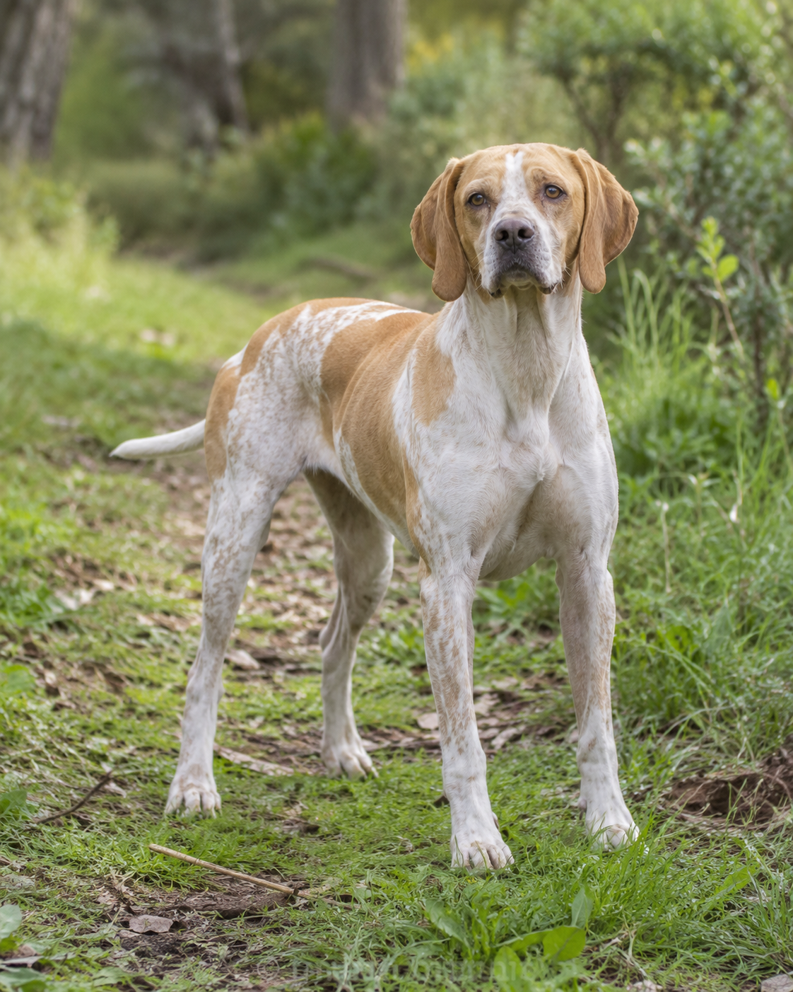 187-portuguese-pointing-dog-ai-generated