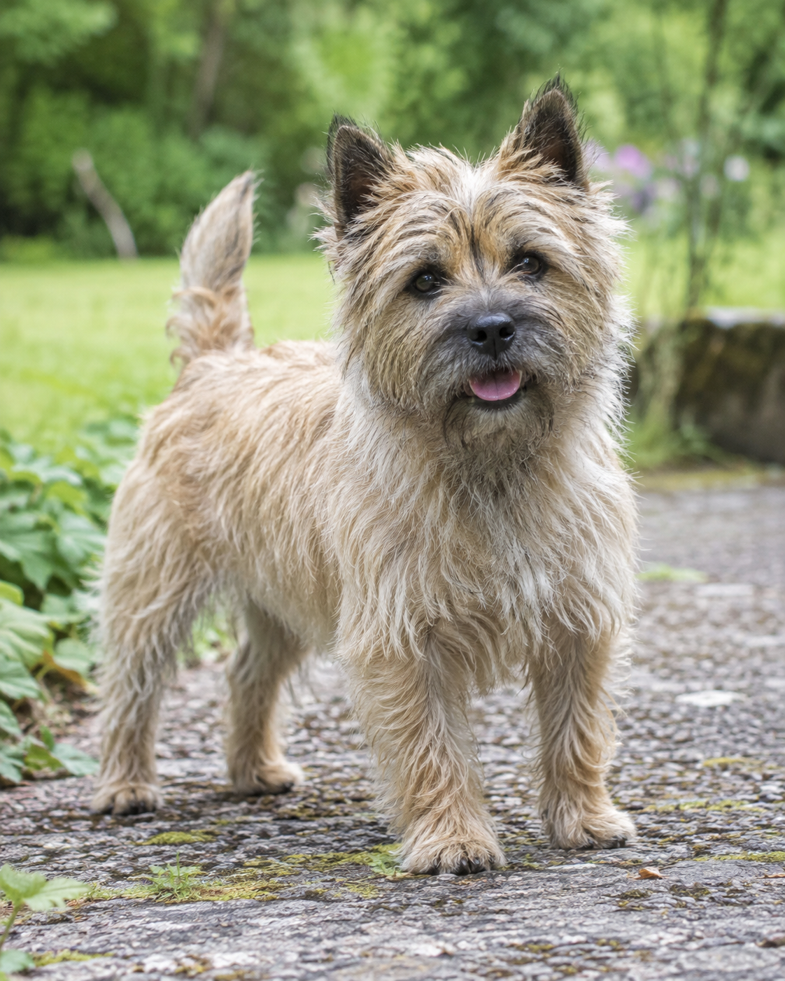 4-cairn-terrier-ai-generated