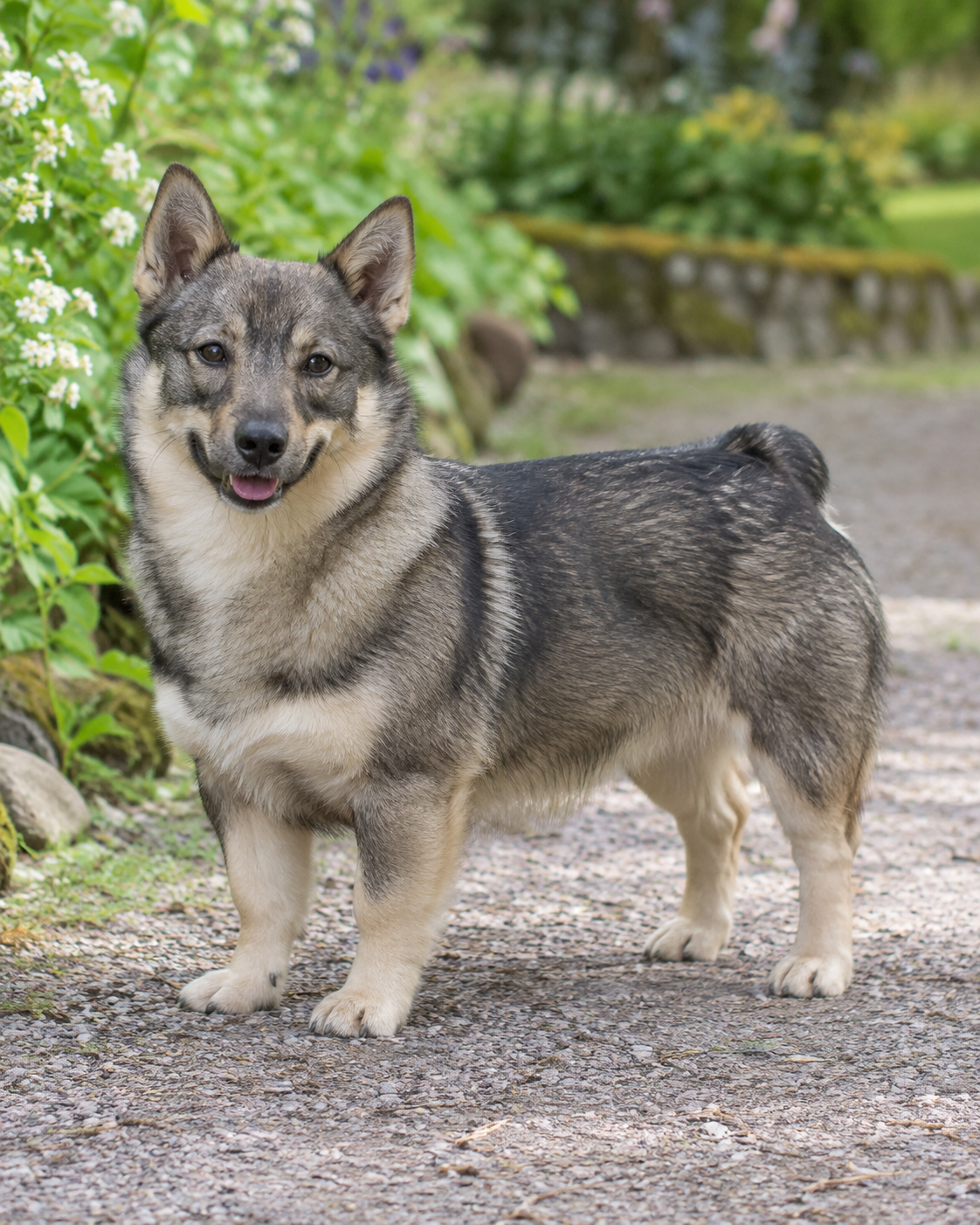 14-swedish-vallhund-ai-generated