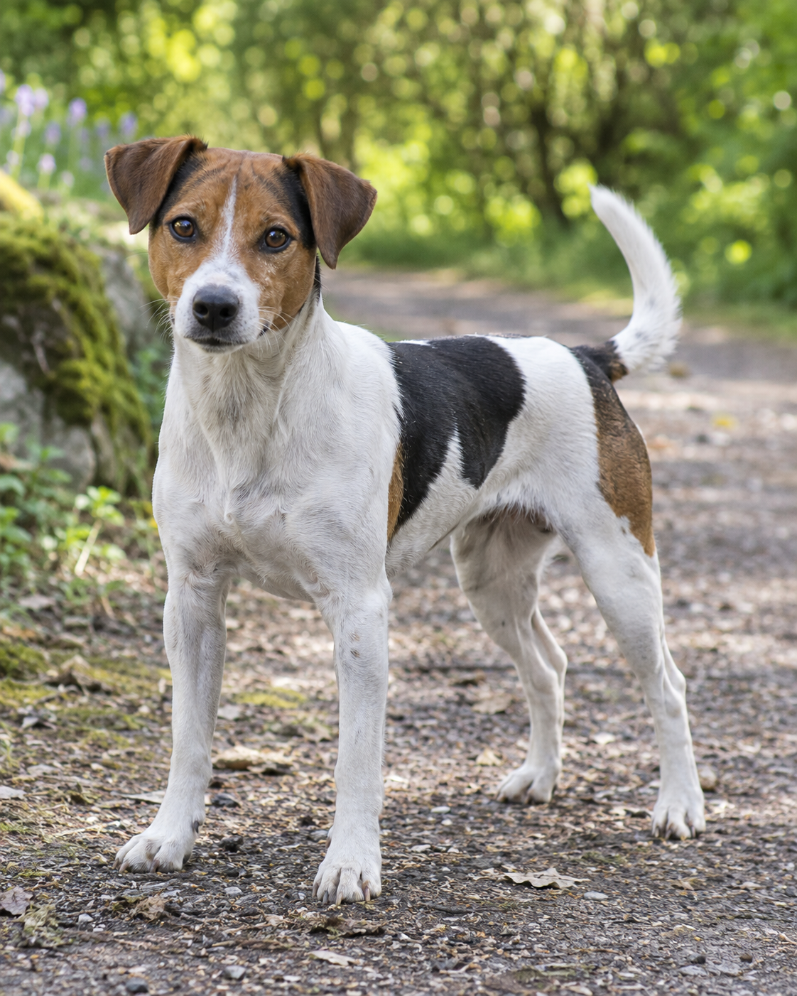 356-danish-swedish-farmdog-ai-generated