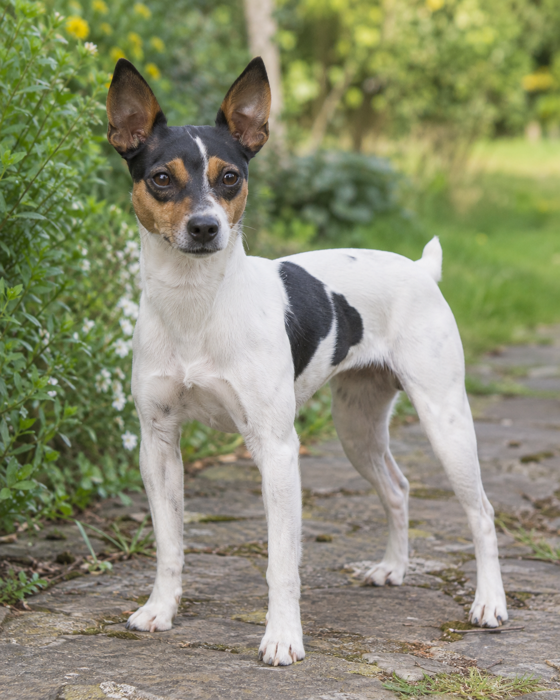 370-valencian-terrier-ai-generated