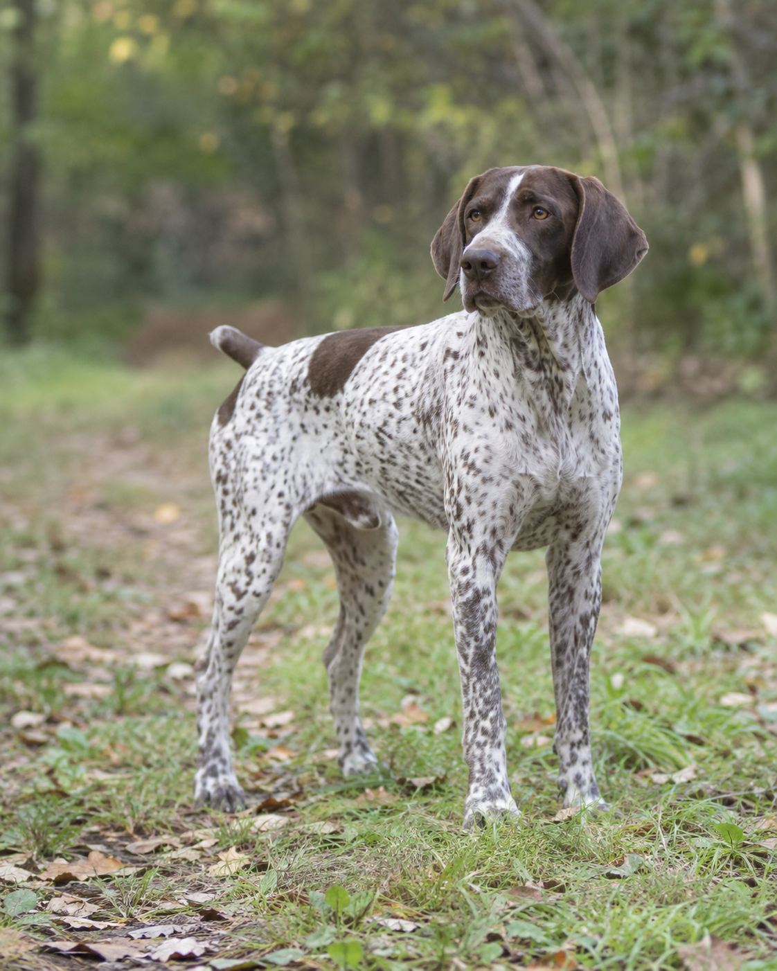 179-bourbonnais-pointing-dog-ai-generated