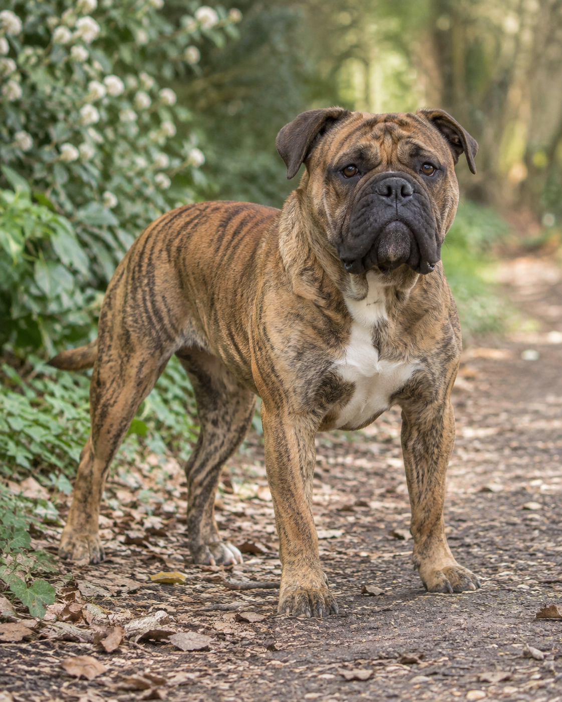 369-continental-bulldog-ai-generated