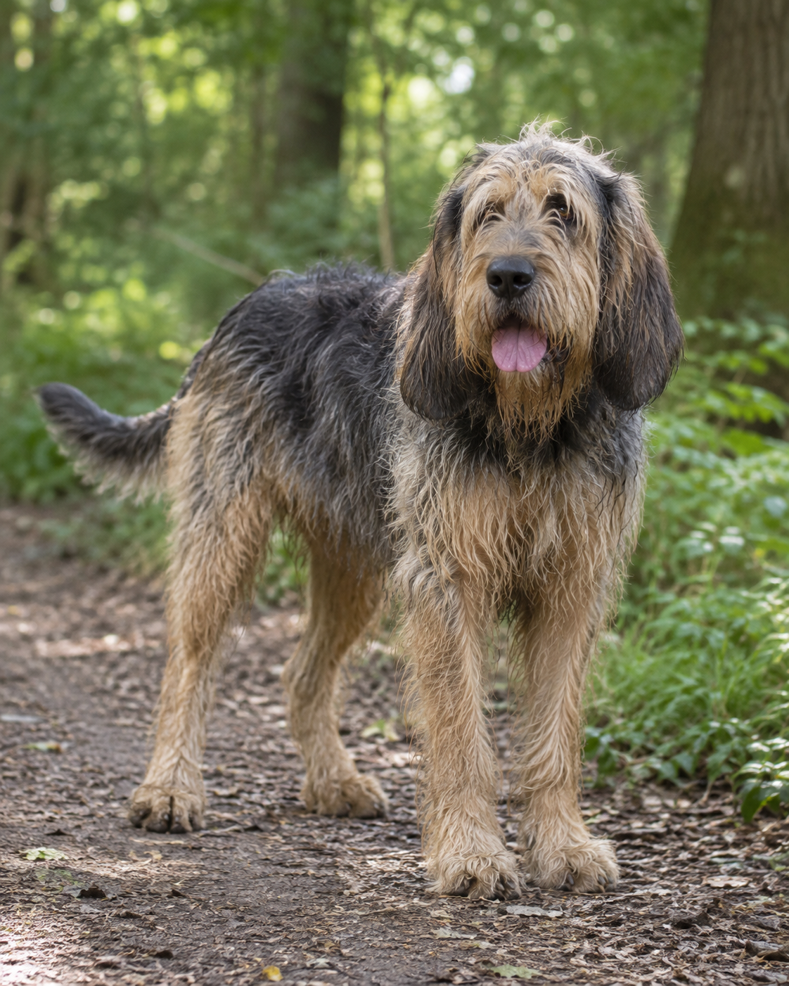 294-otterhound-ai-generated