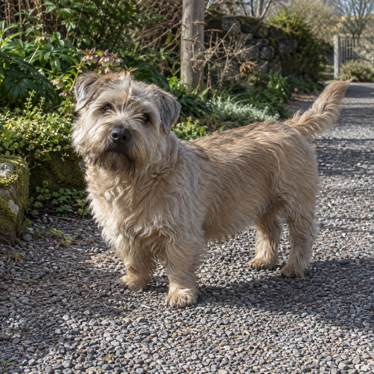 302-glen-of-imaal-terrier-ai-generated