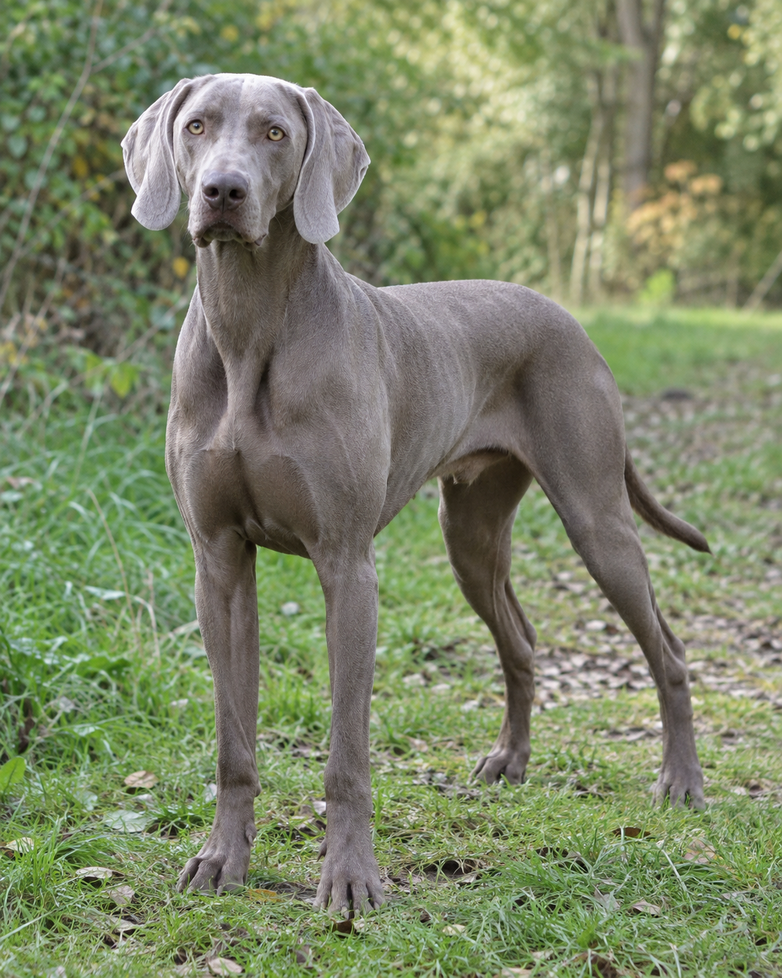 99-weimaraner-ai-generated