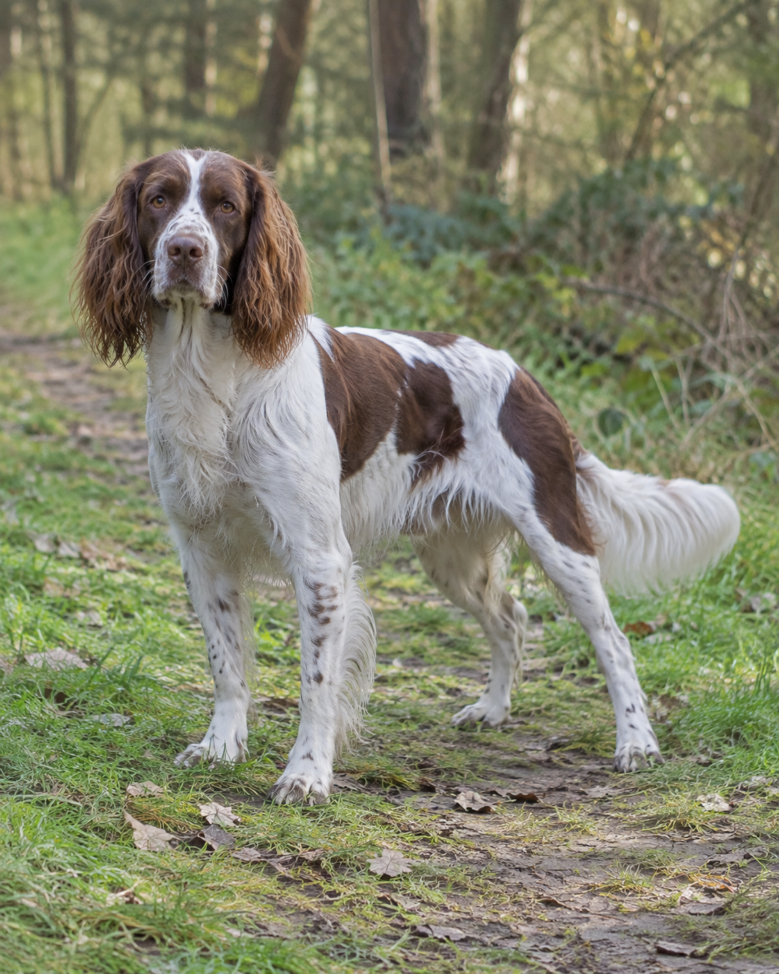 175-french-spaniel-ai-generated