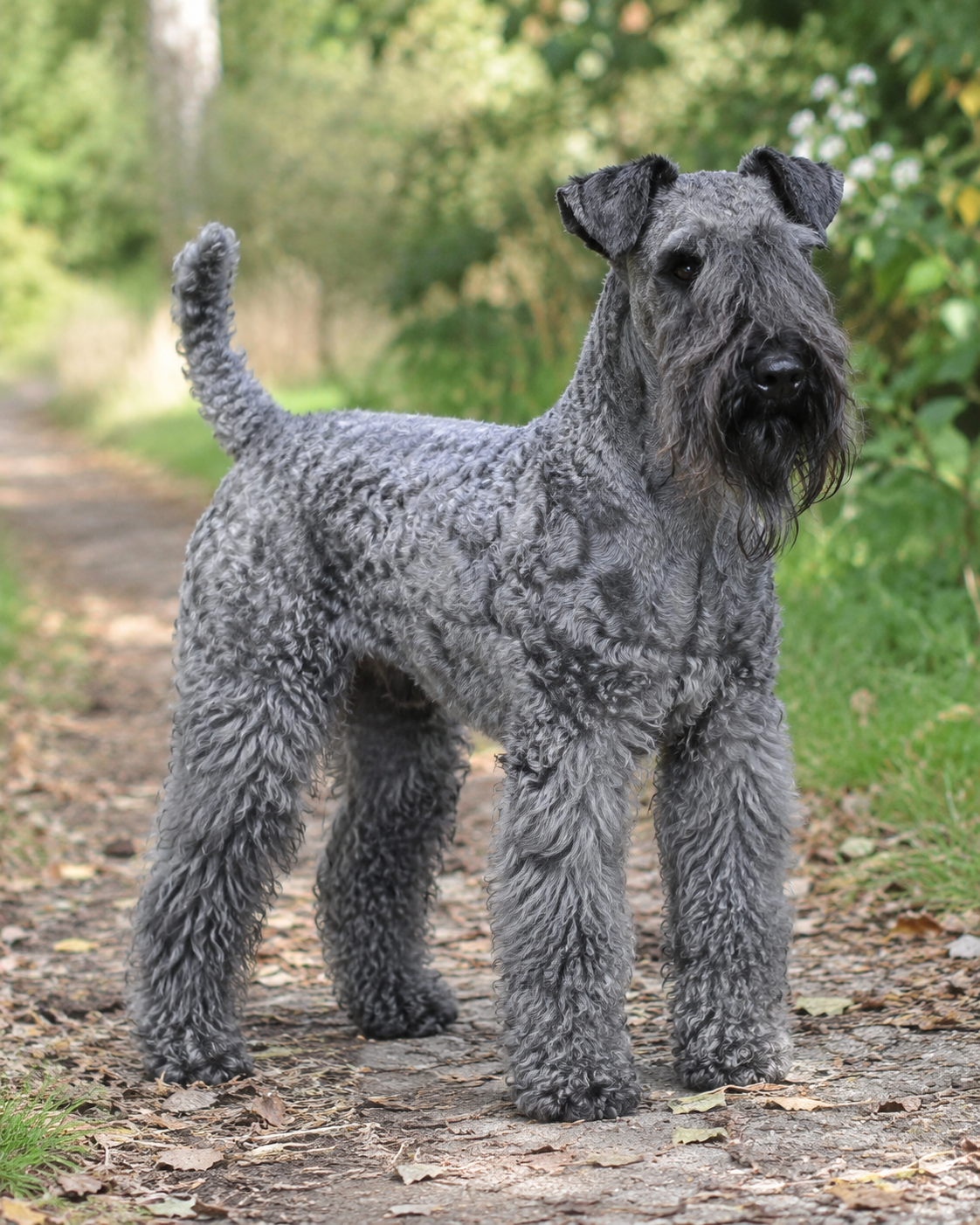 3-kerry-blue-terrier-ai-generated