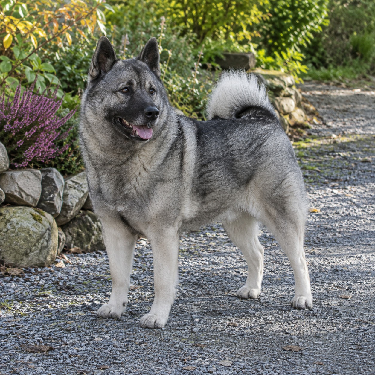 242-norwegian-elkhound-grey-ai-generated