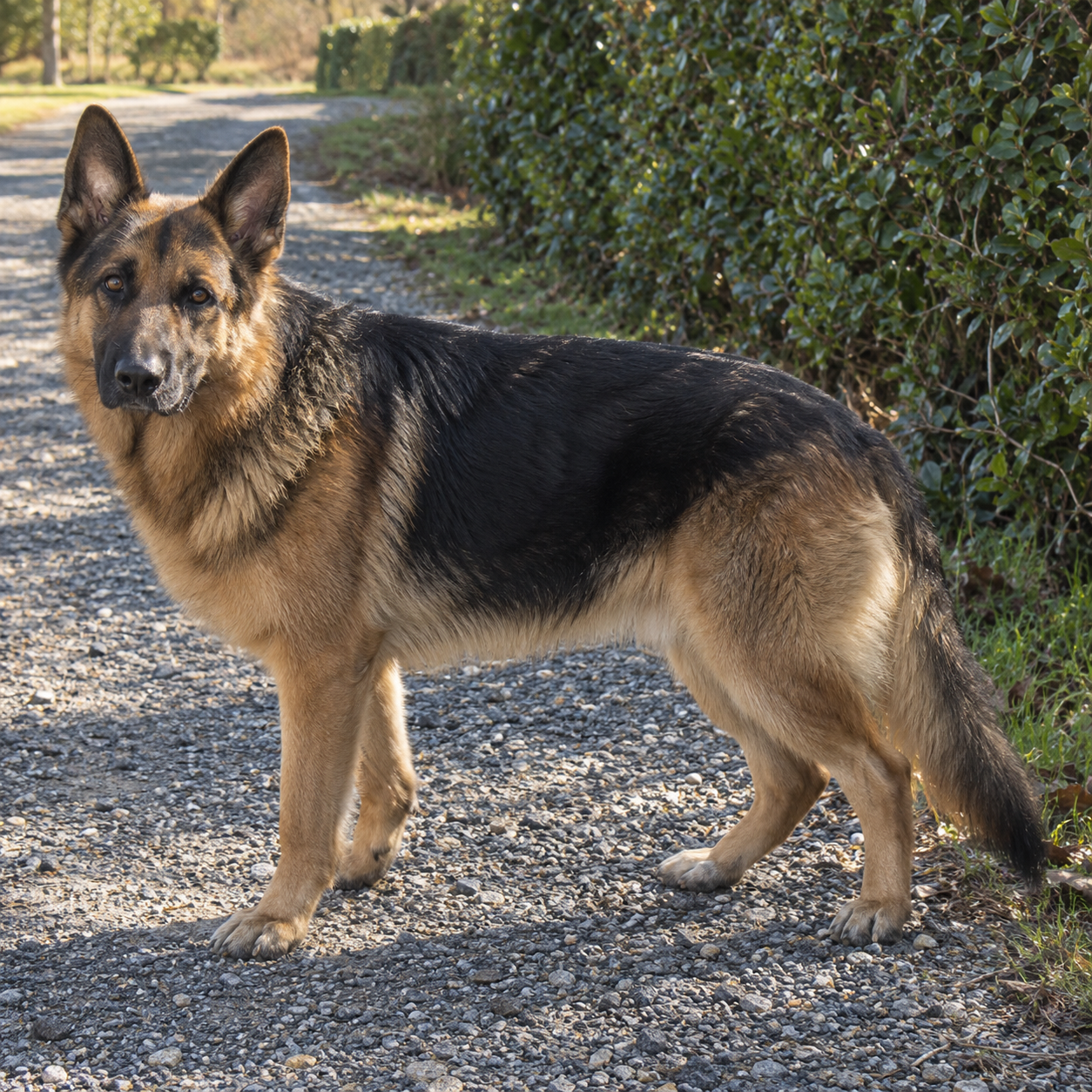 166-german-shepherd-ai-generated