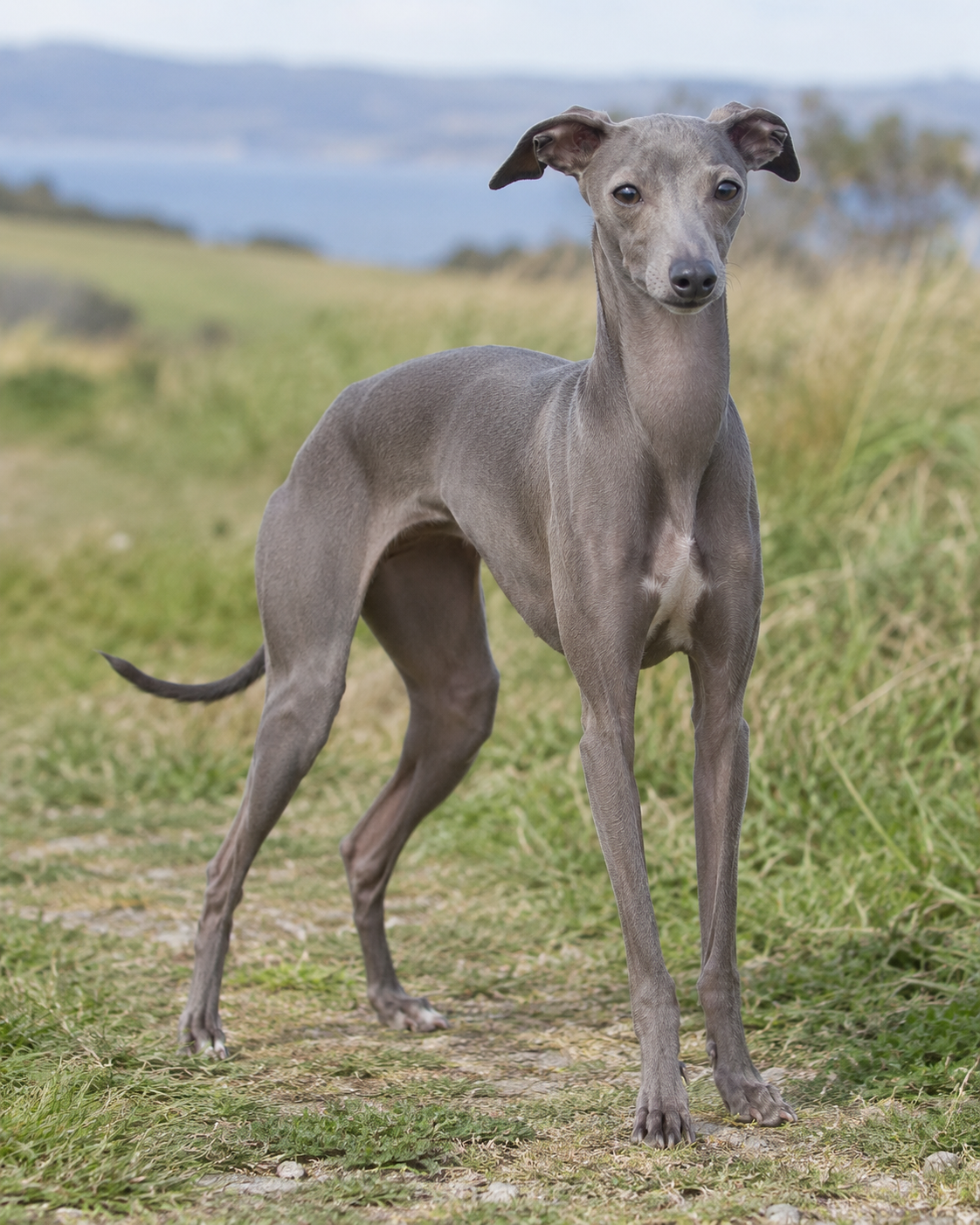 200-italian-sighthound-ai-generated