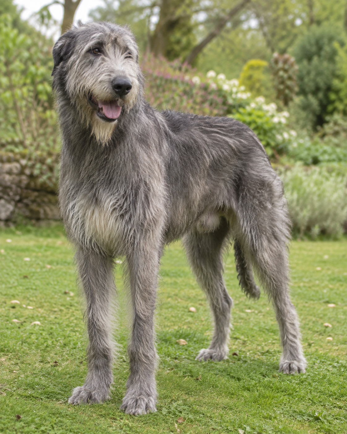 160-irish-wolfhound-ai-generated
