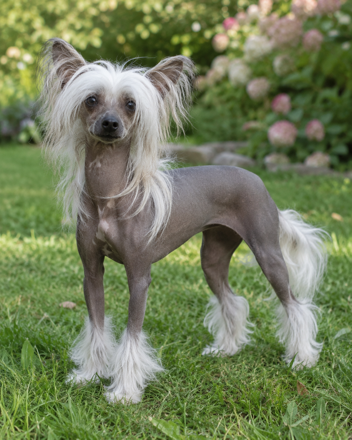 288-chinese-crested-dog-ai-generated