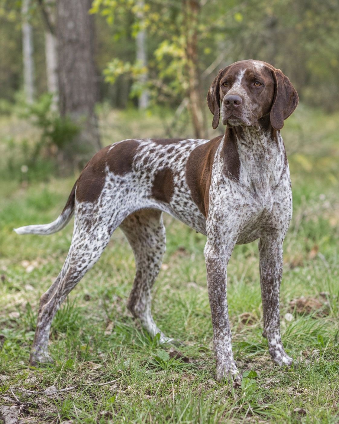 134-french-pointing-dog-pyrenean-type-ai-generated