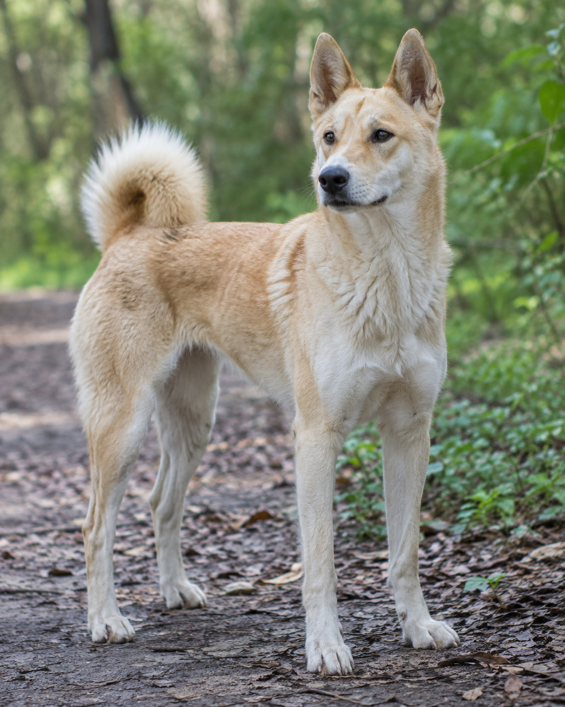 273-canaan-dog-ai-generated