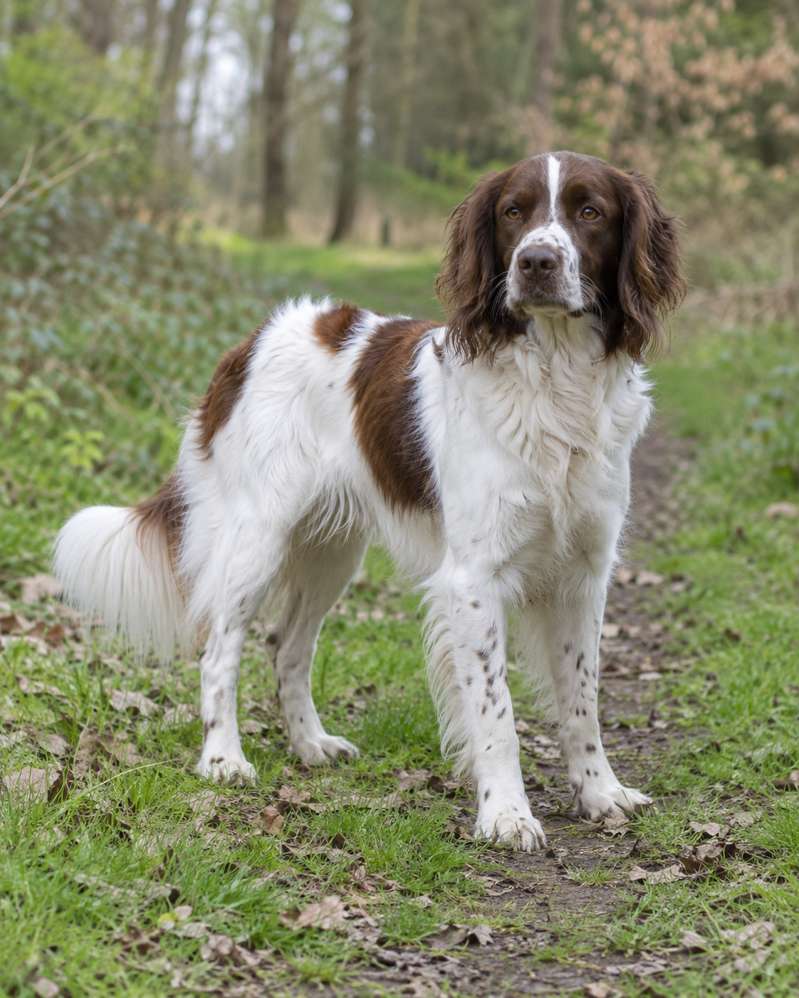 224-drentsche-partridge-dog-ai-generated