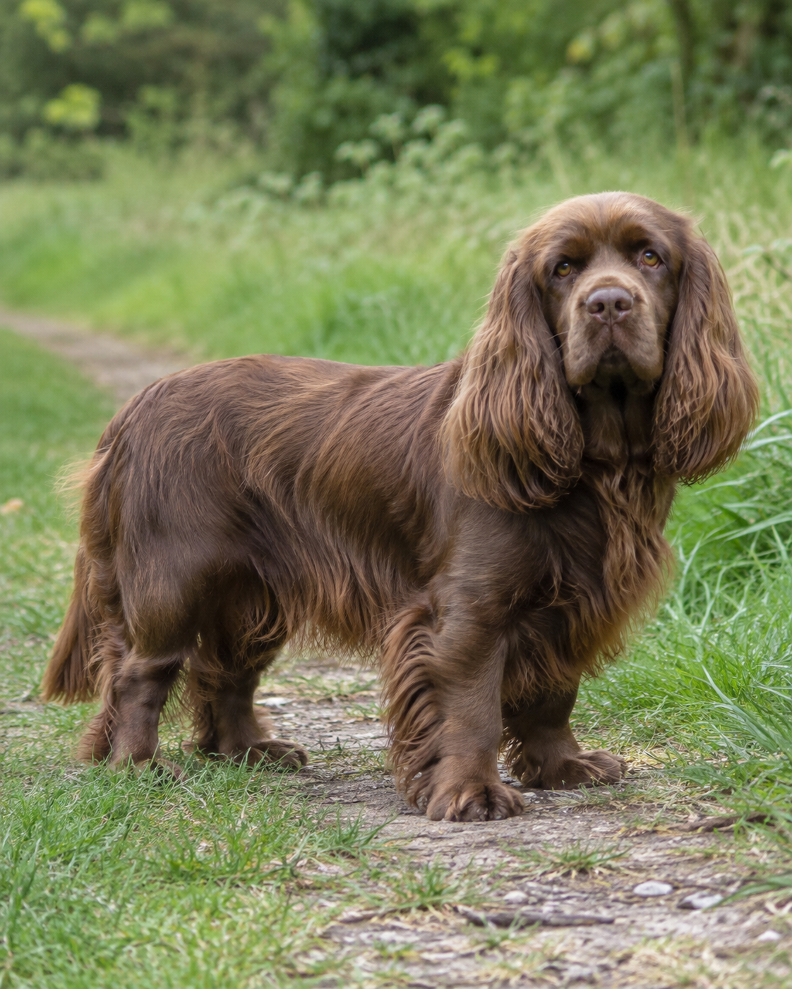 127-sussex-spaniel-ai-generated