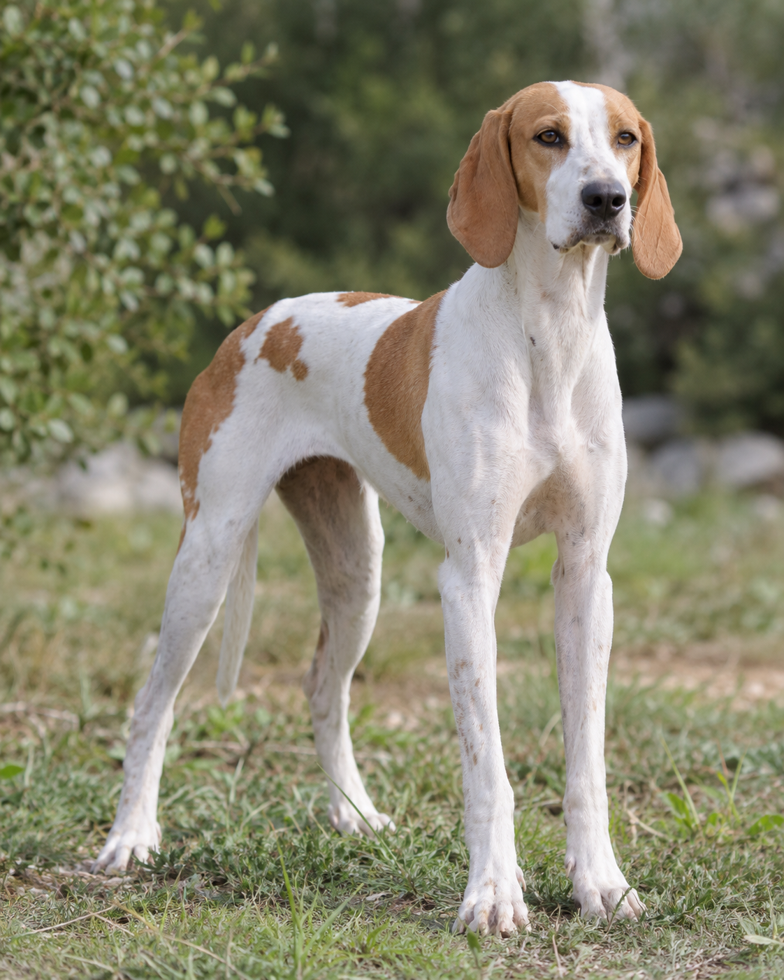 151-istrian-short-haired-hound-ai-generated