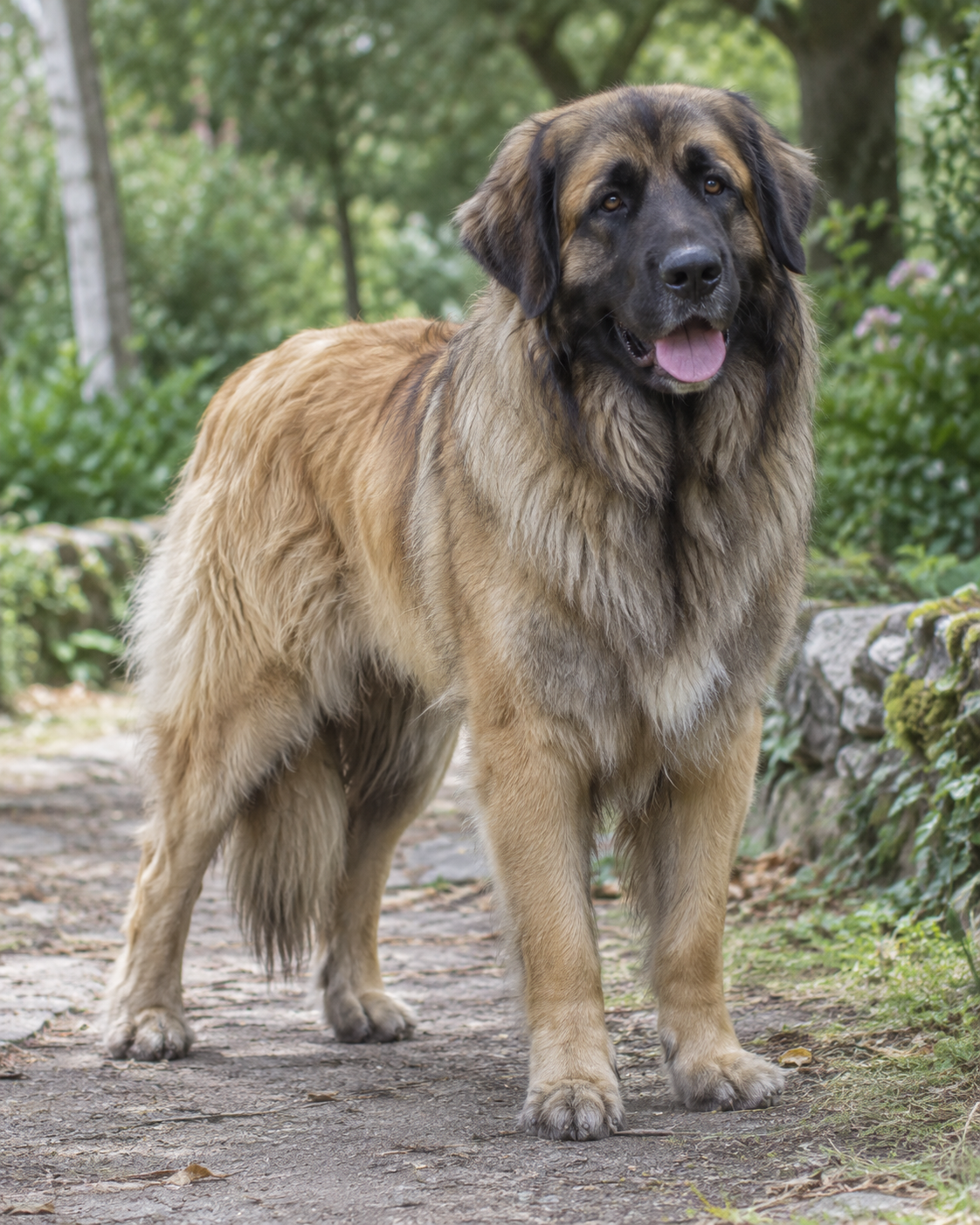173-estrela-mountain-dog-ai-generated