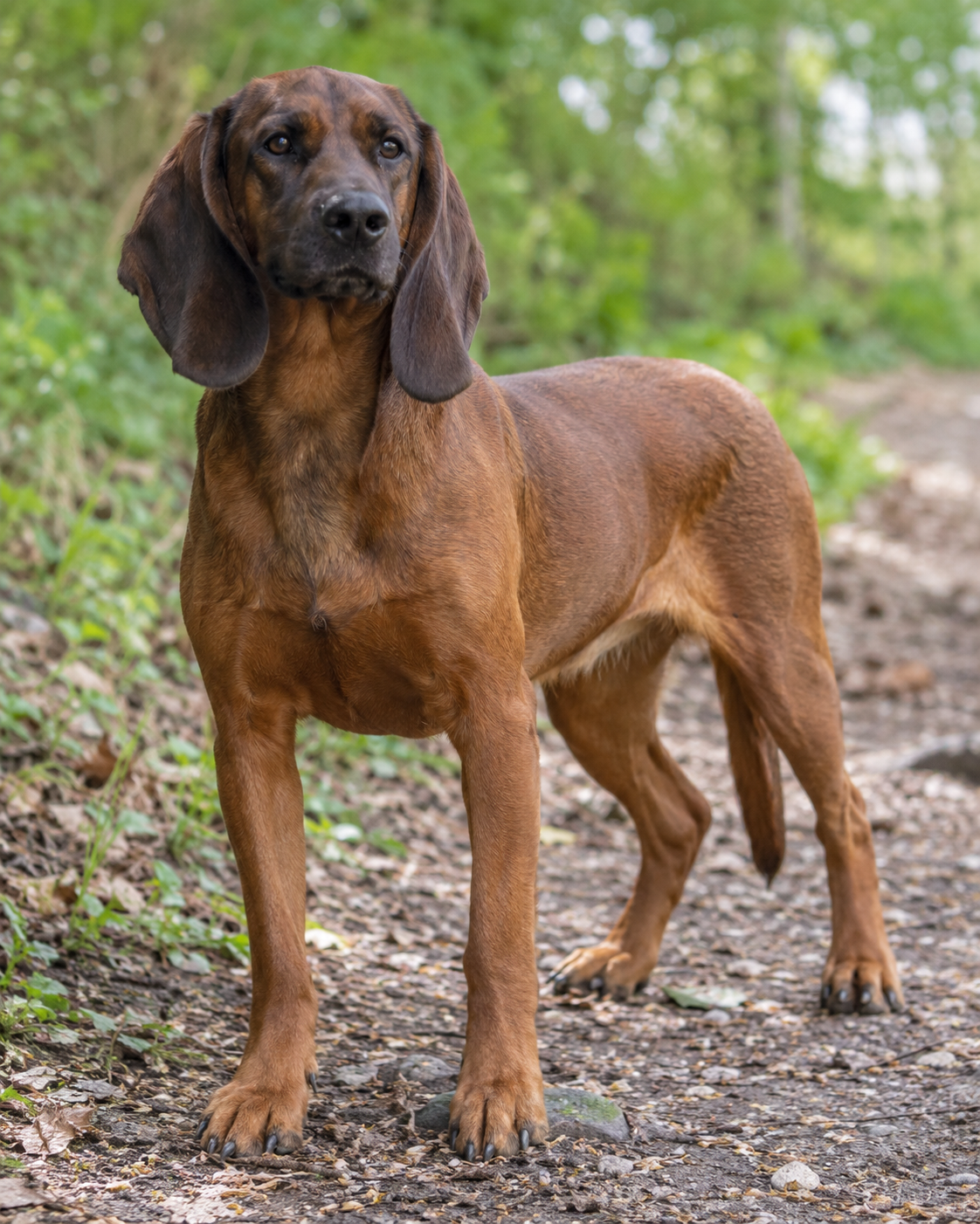 68-tyrolean-hound-ai-generated