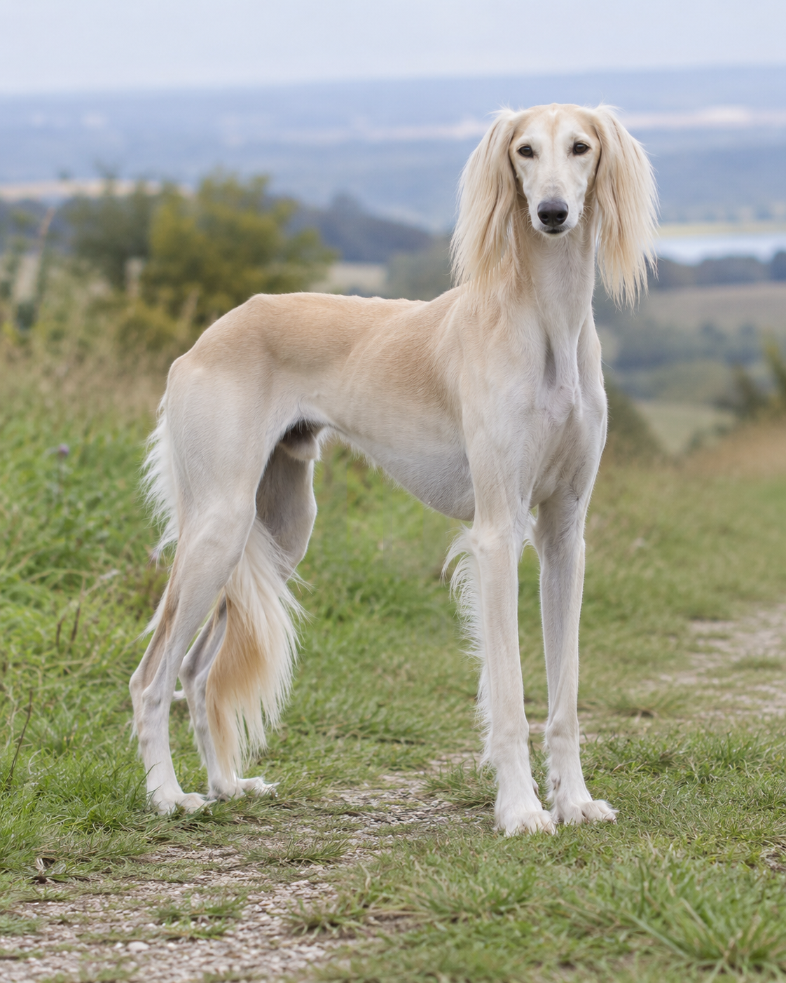 269-saluki-ai-generated