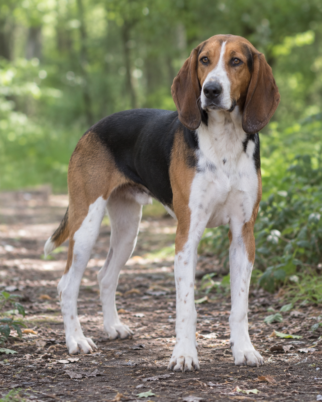 325-medium-sized-anglo-french-hound-ai-generated