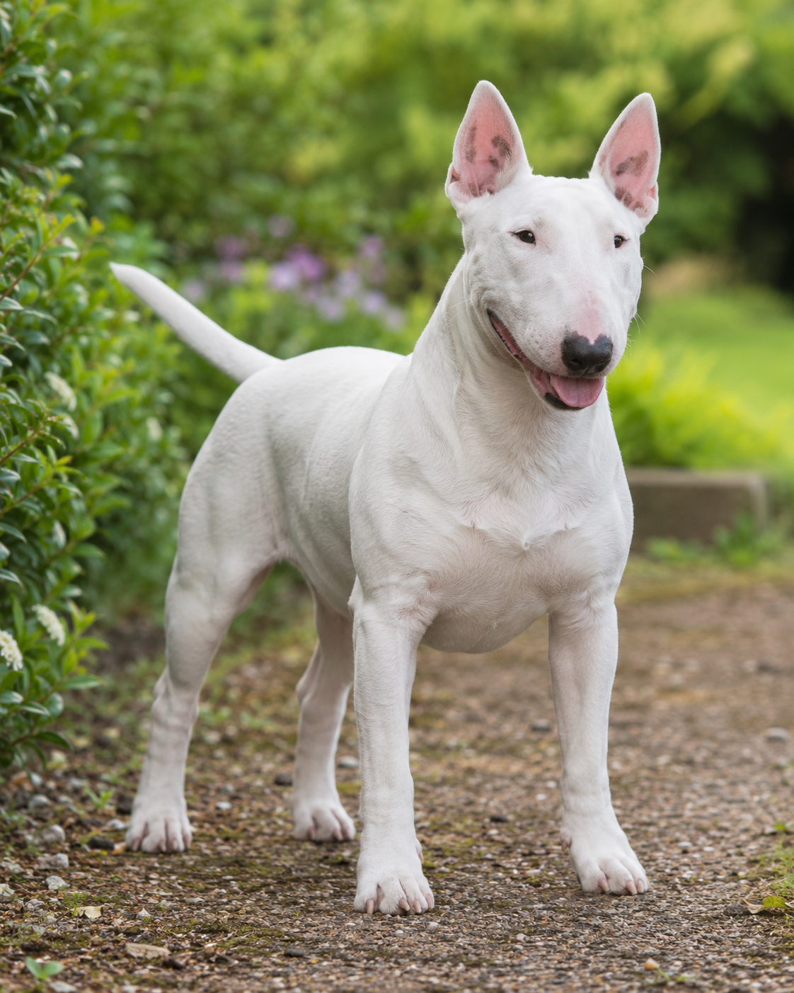359-miniature-bull-terrier-ai-generated