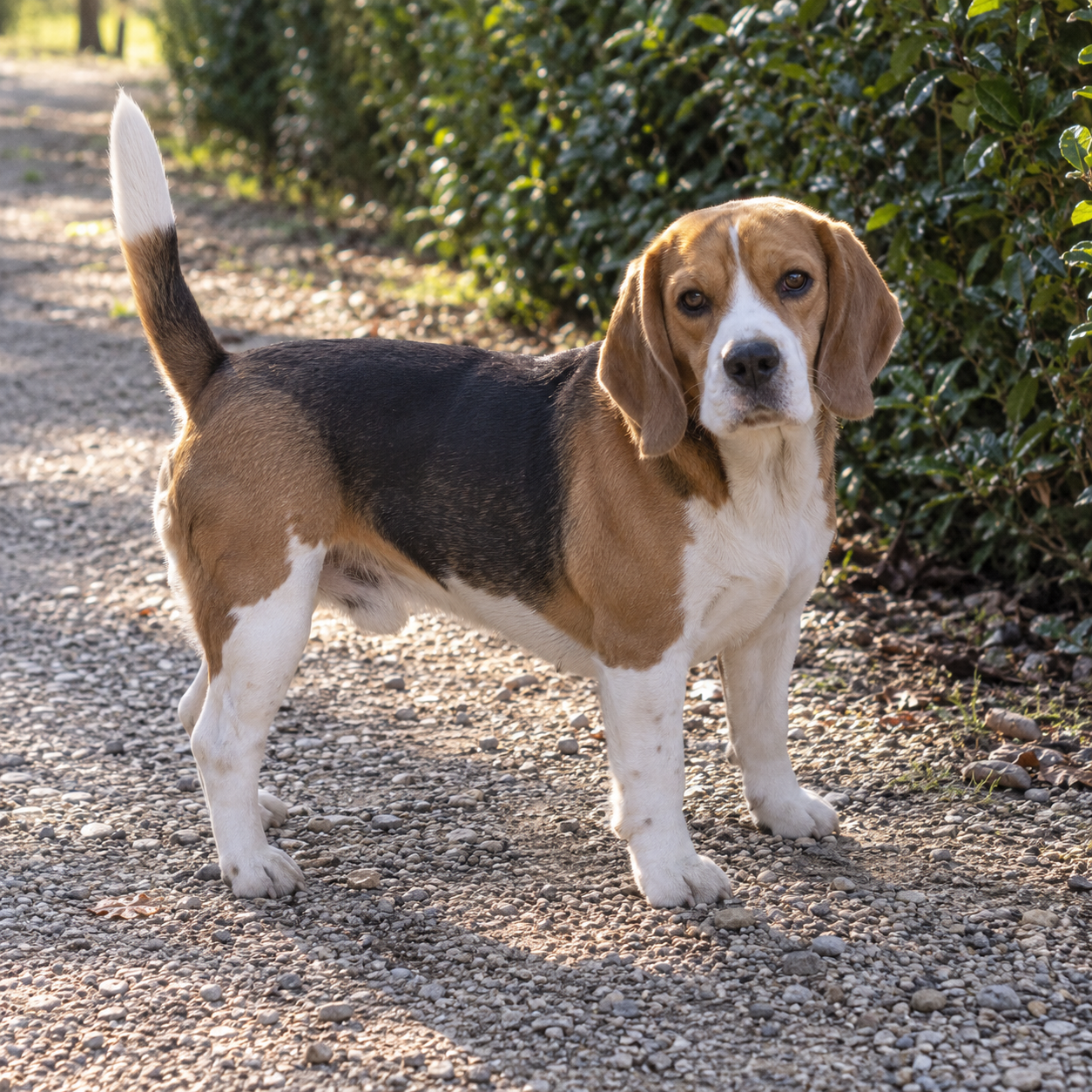 161-beagle-ai-generated