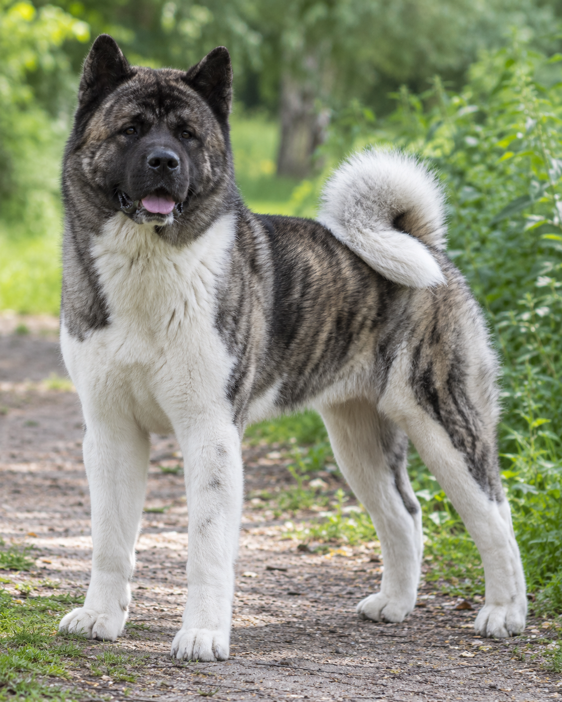 344-american-akita-ai-generated
