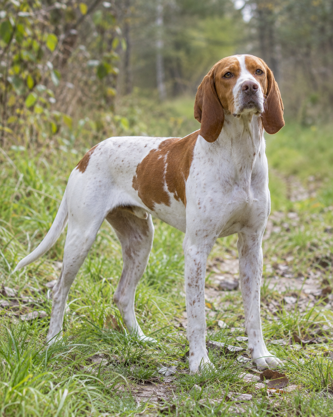 177-ariege-pointing-dog-ai-generated