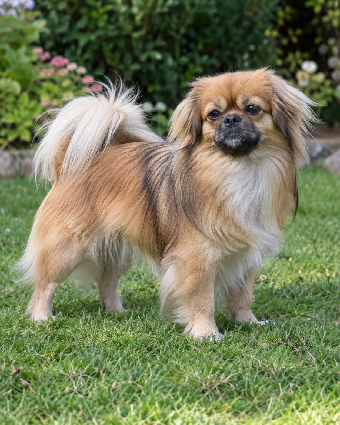 231-tibetan-spaniel-ai-generated