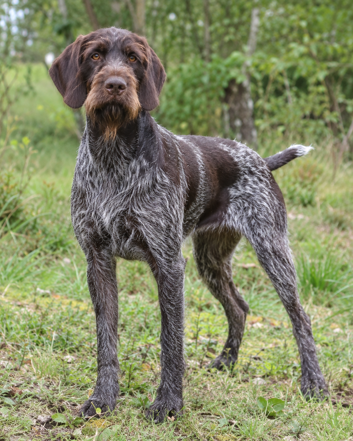 98-german-wire-haired-pointing-dog-ai-generated