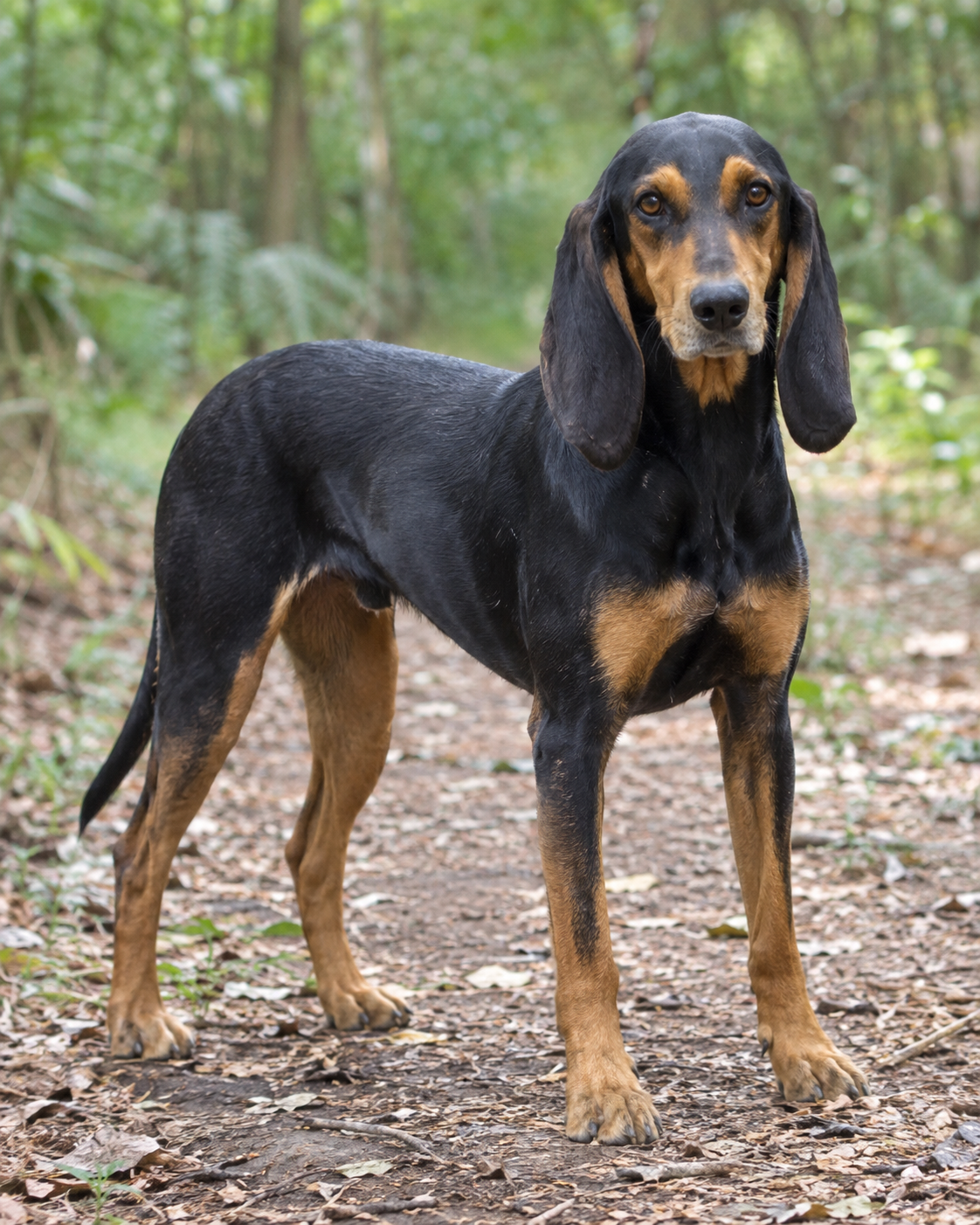 376-colombian-fino-hound-ai-generated