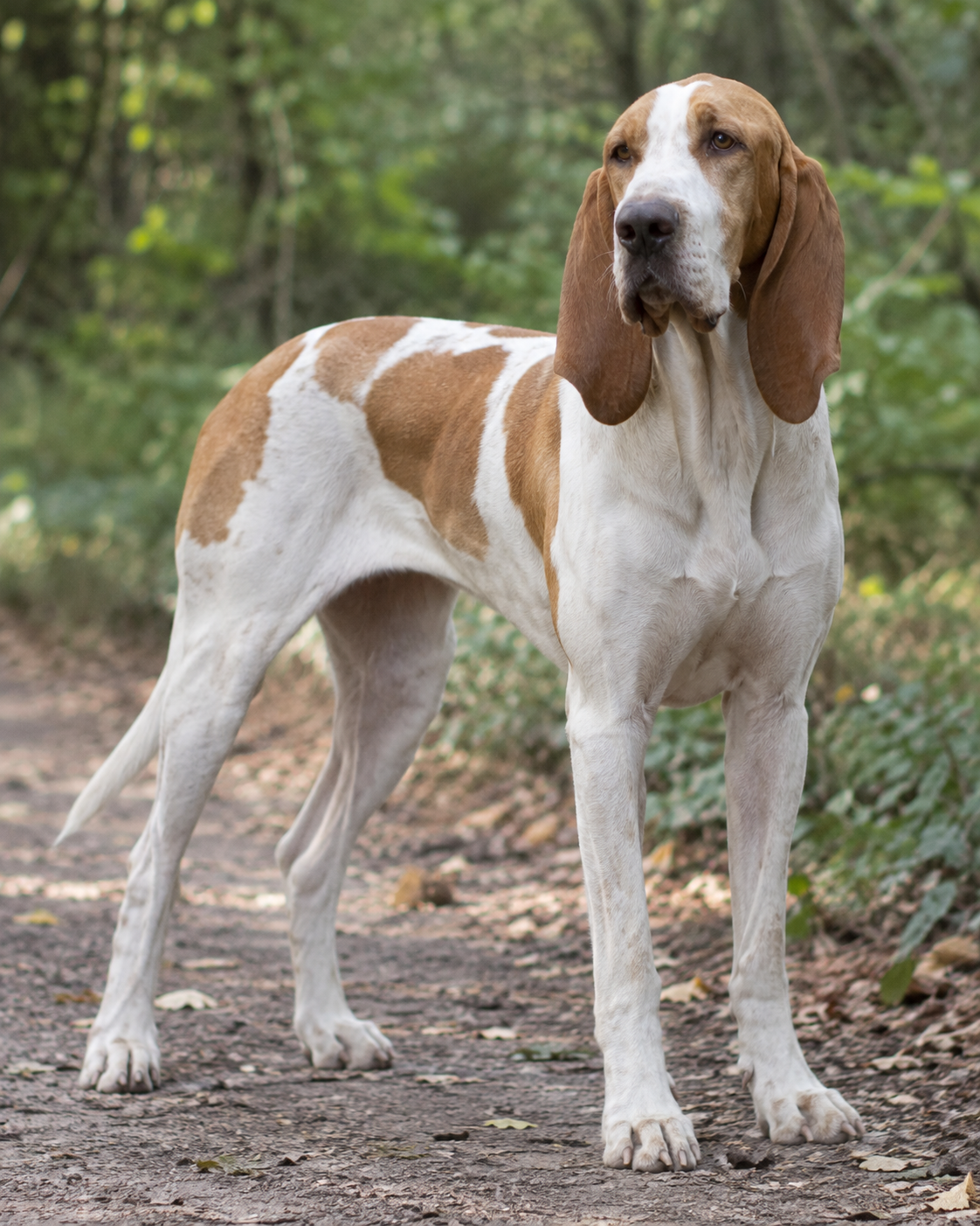 316-french-white-and-orange-hound-ai-generated