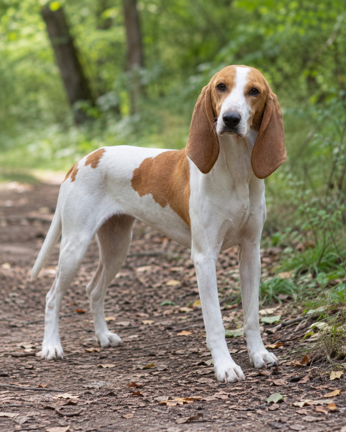 60-small-swiss-hound-ai-generated