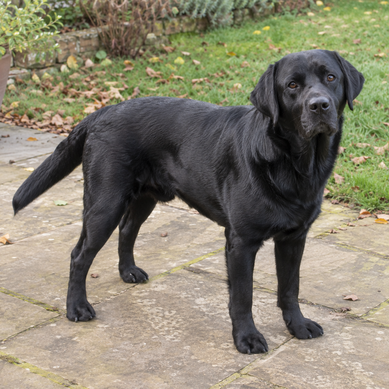 122-labrador-retriever-ai-generated