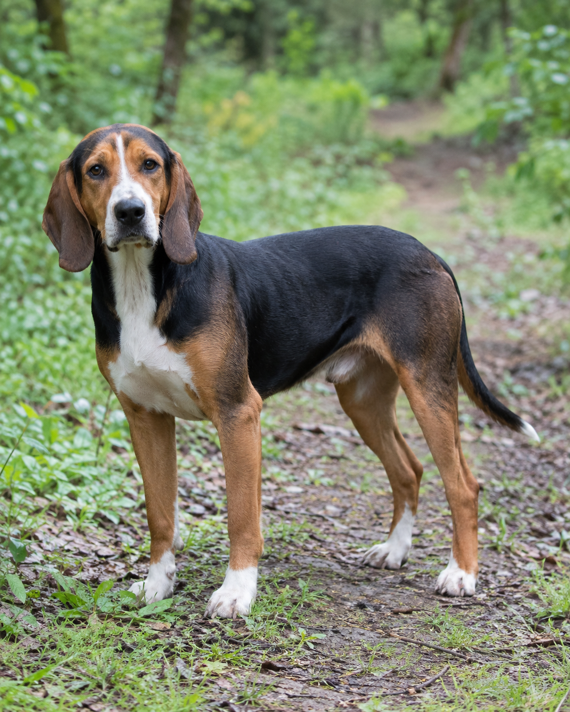 229-serbian-tricolour-hound-ai-generated