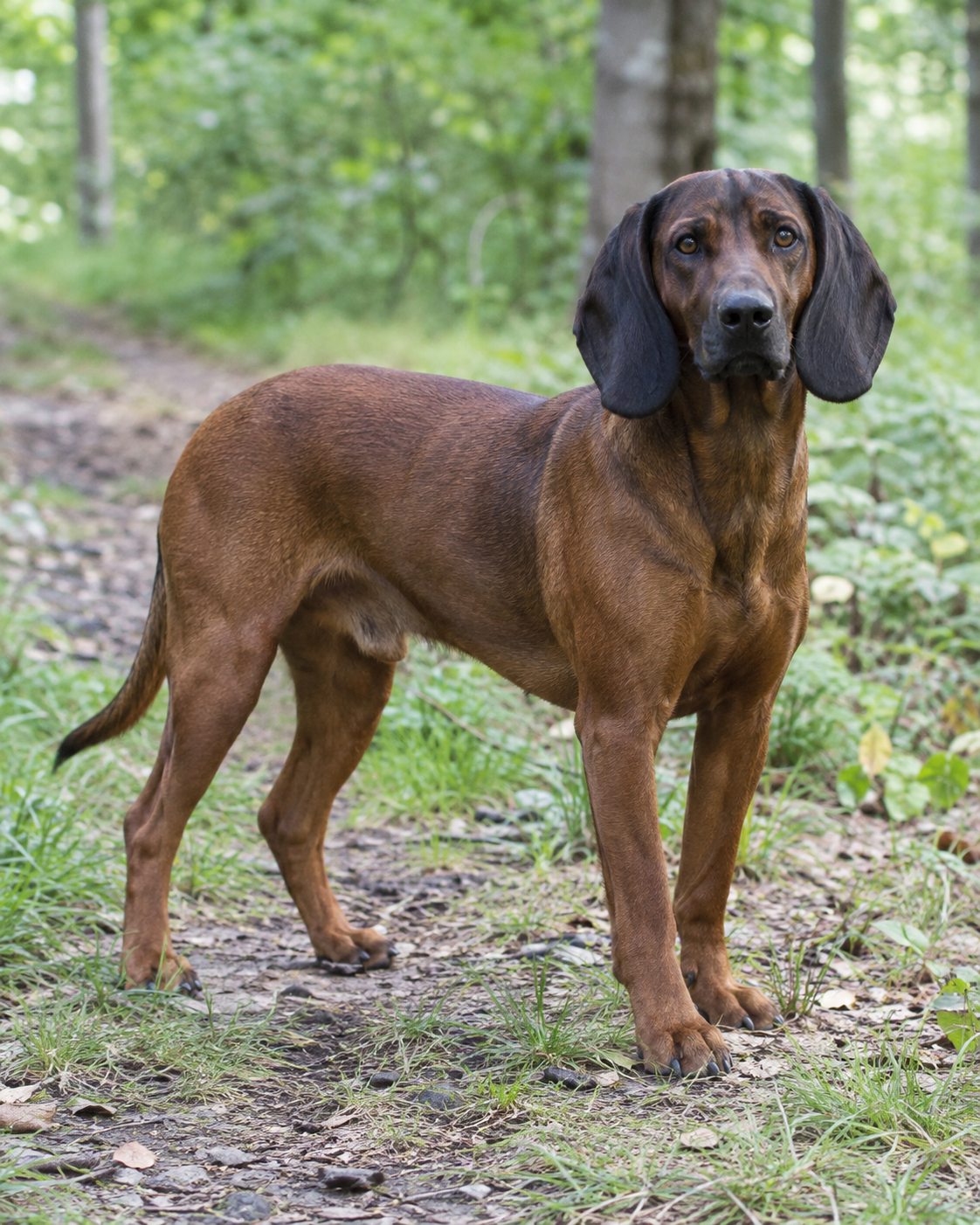 217-bavarian-mountain-scent-hound-ai-generated