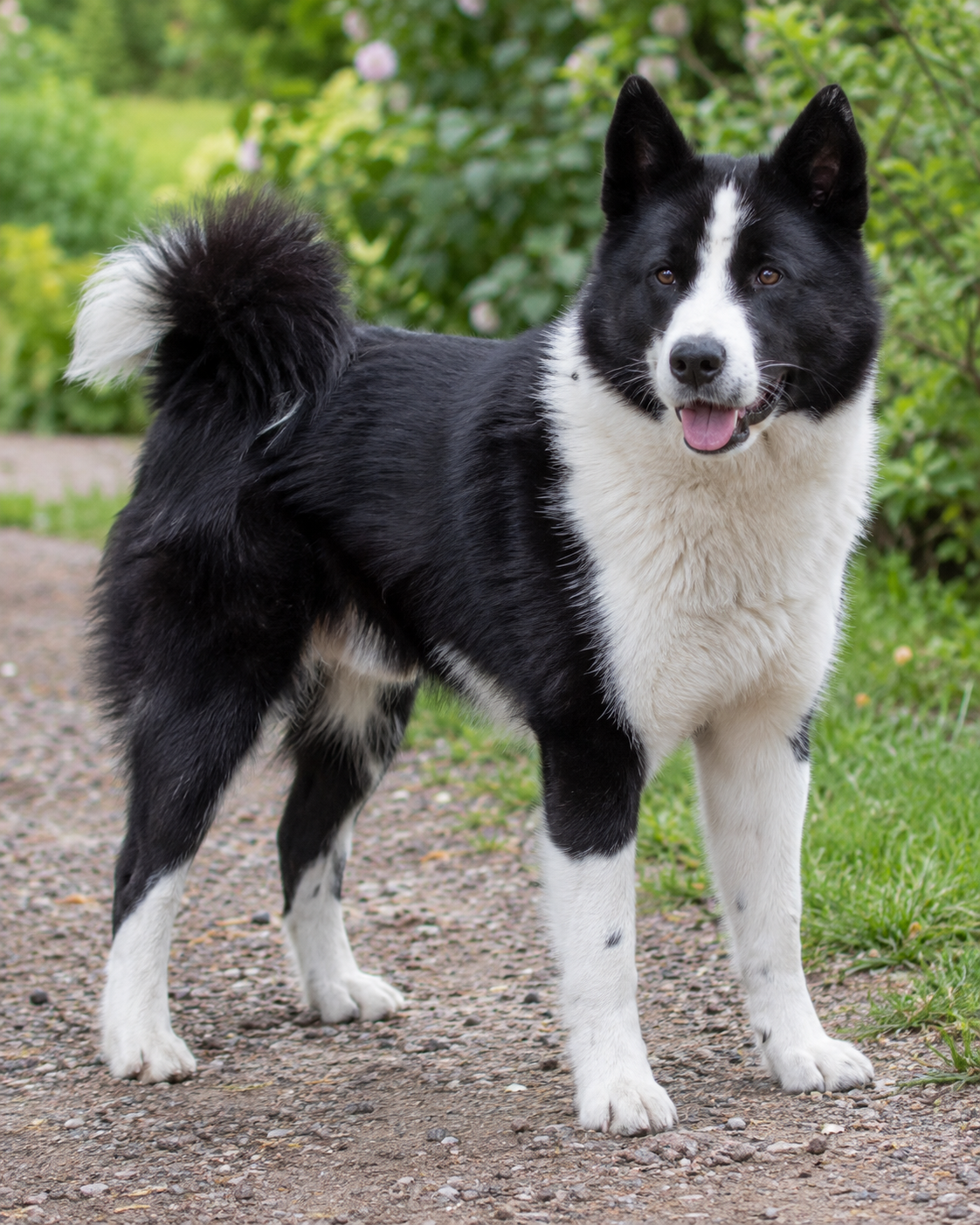 48-karelian-bear-dog-ai-generated