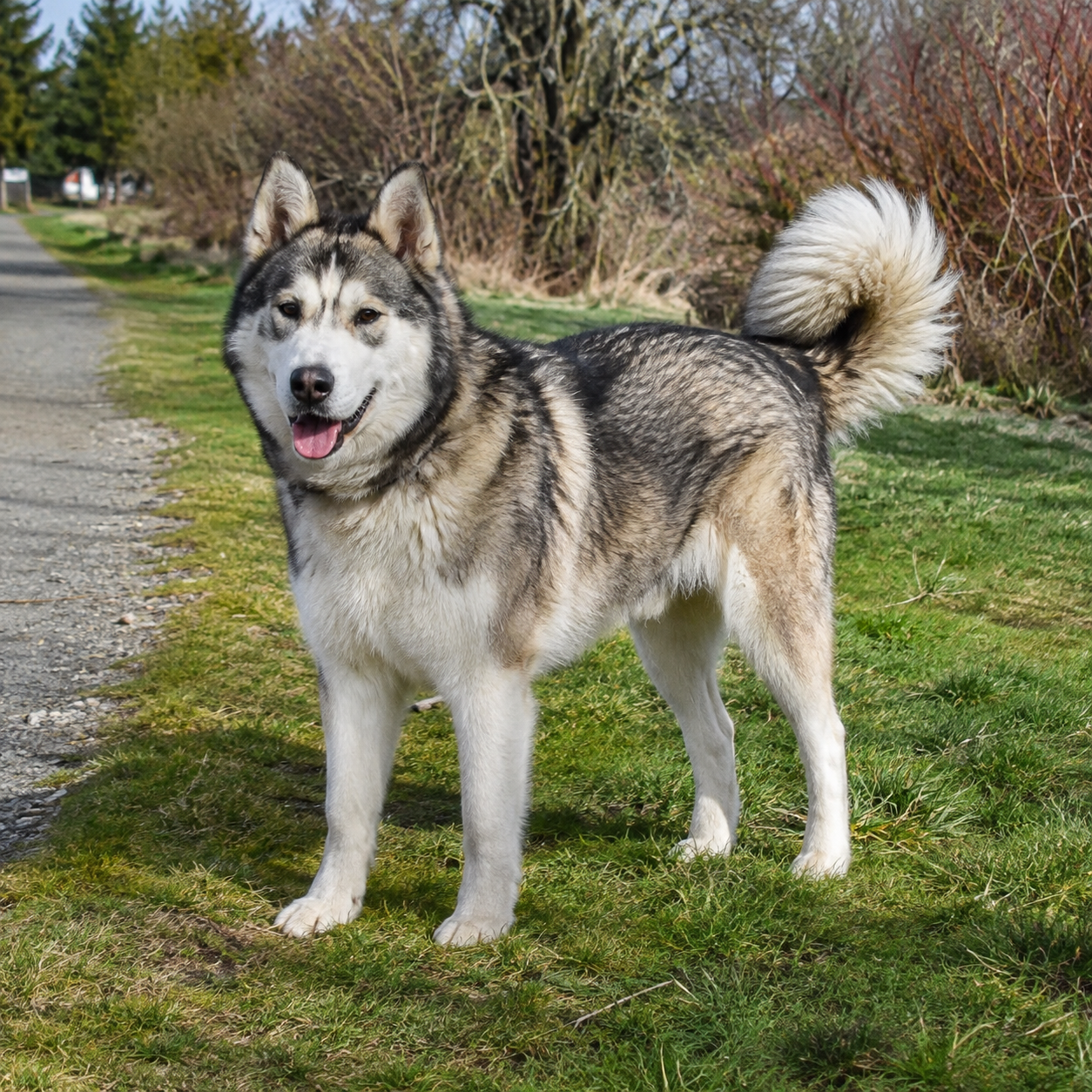 274-greenland-dog-ai-generated