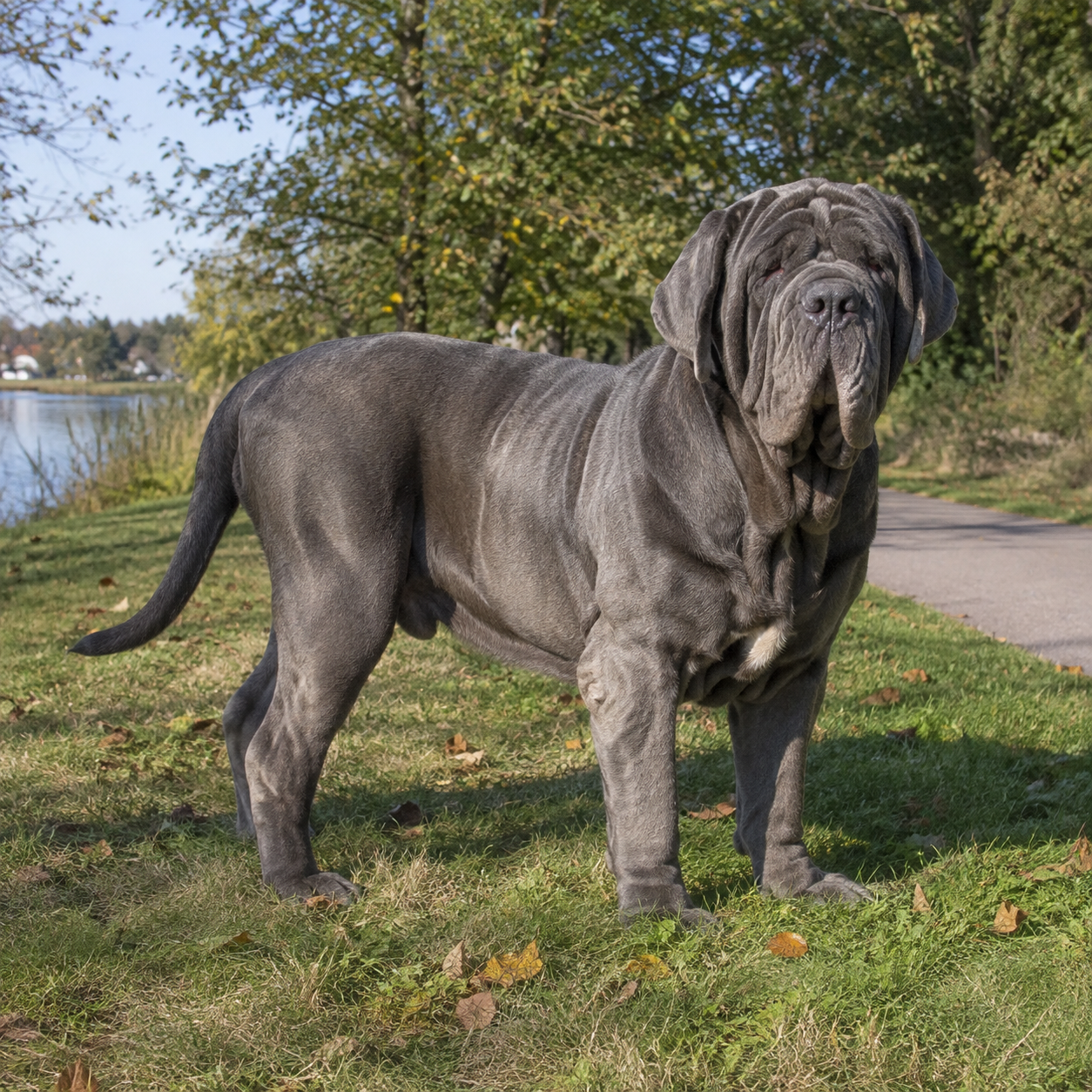 197-neapolitan-mastiff-ai-generated