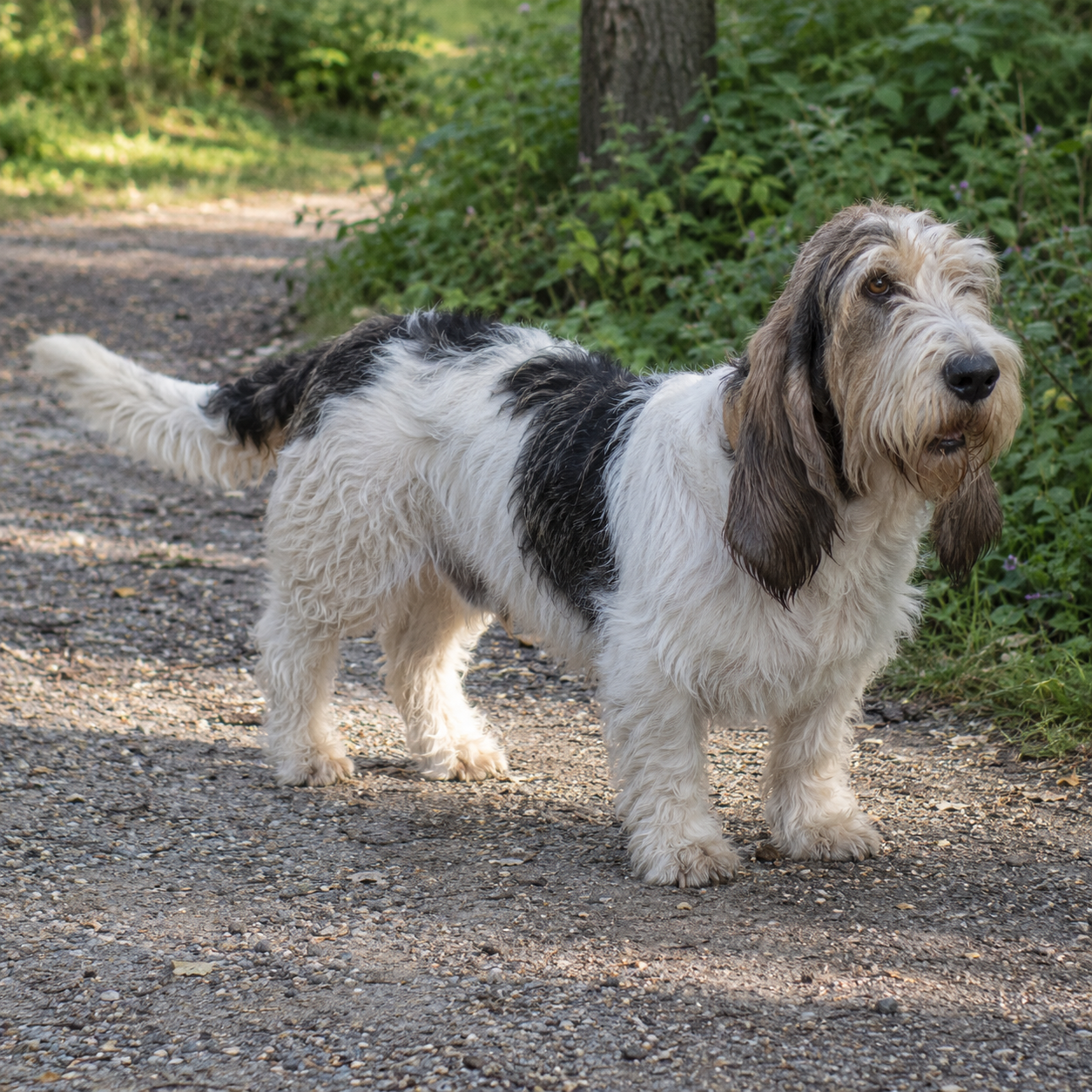 33-grand-basset-griffon-vendeen-ai-generated
