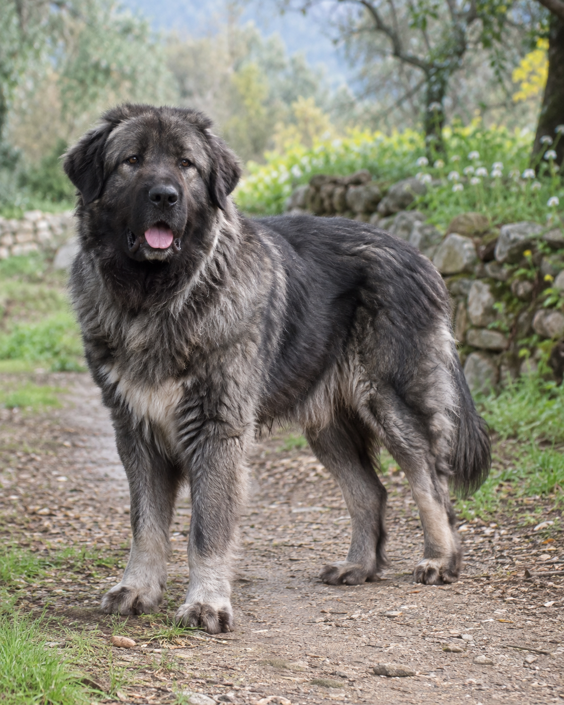 378-macedonian-shepherd-dog-karaman-ai-generated