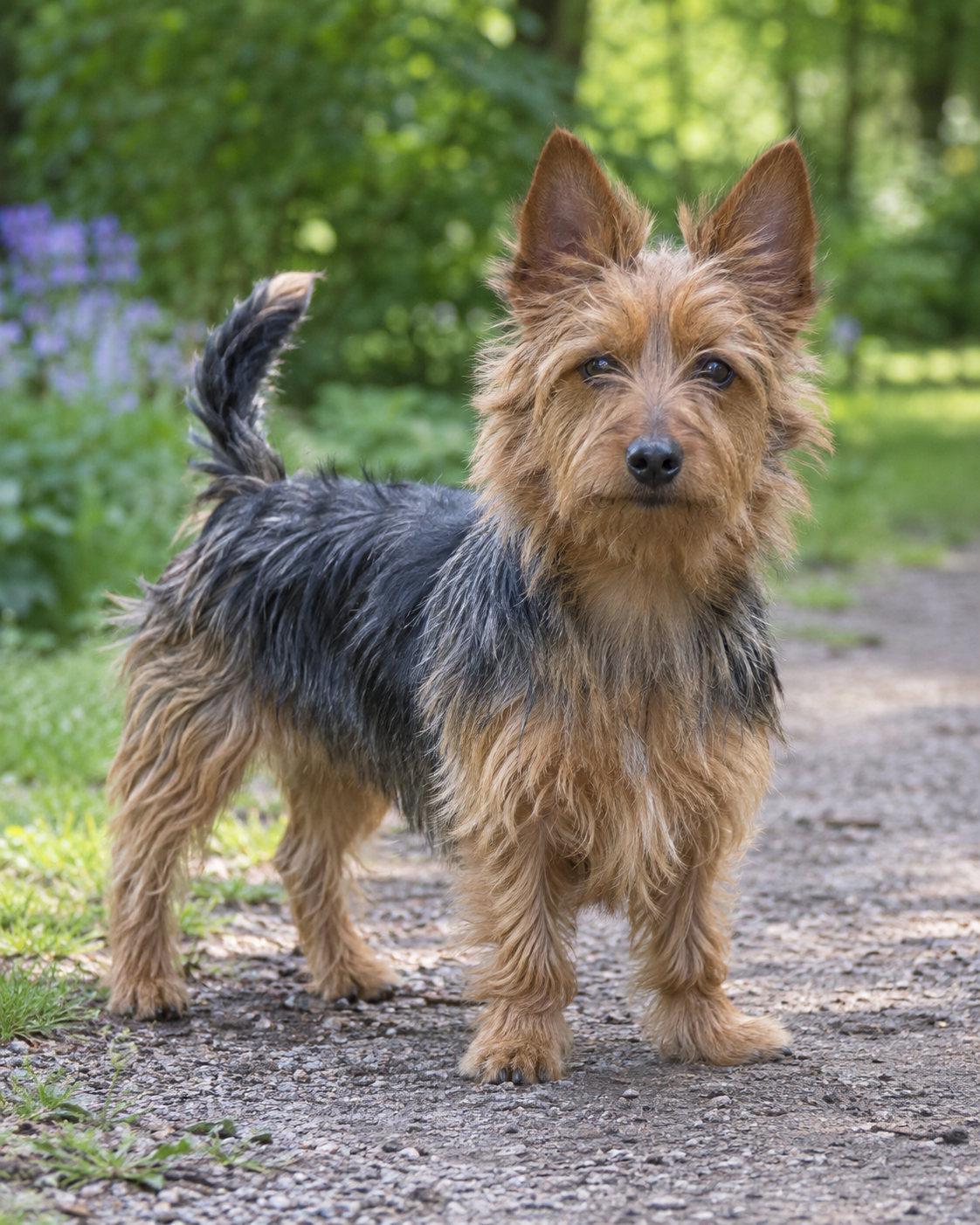 8-australian-terrier-ai-generated