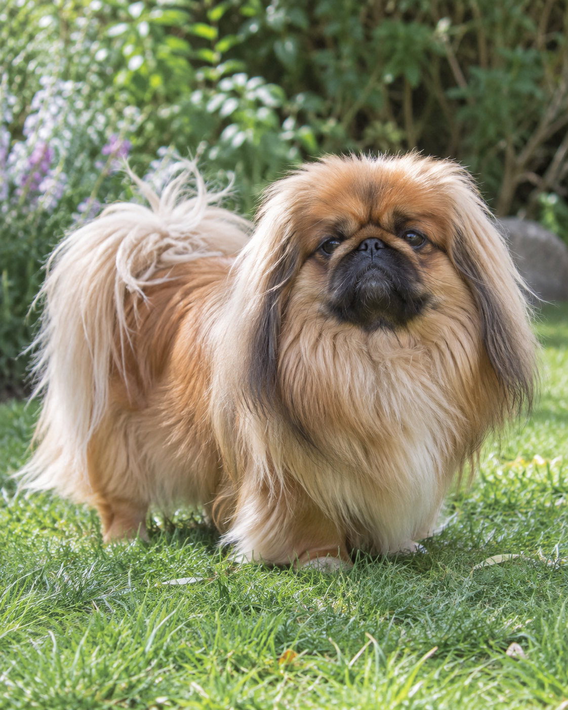 207-pekingese-ai-generated