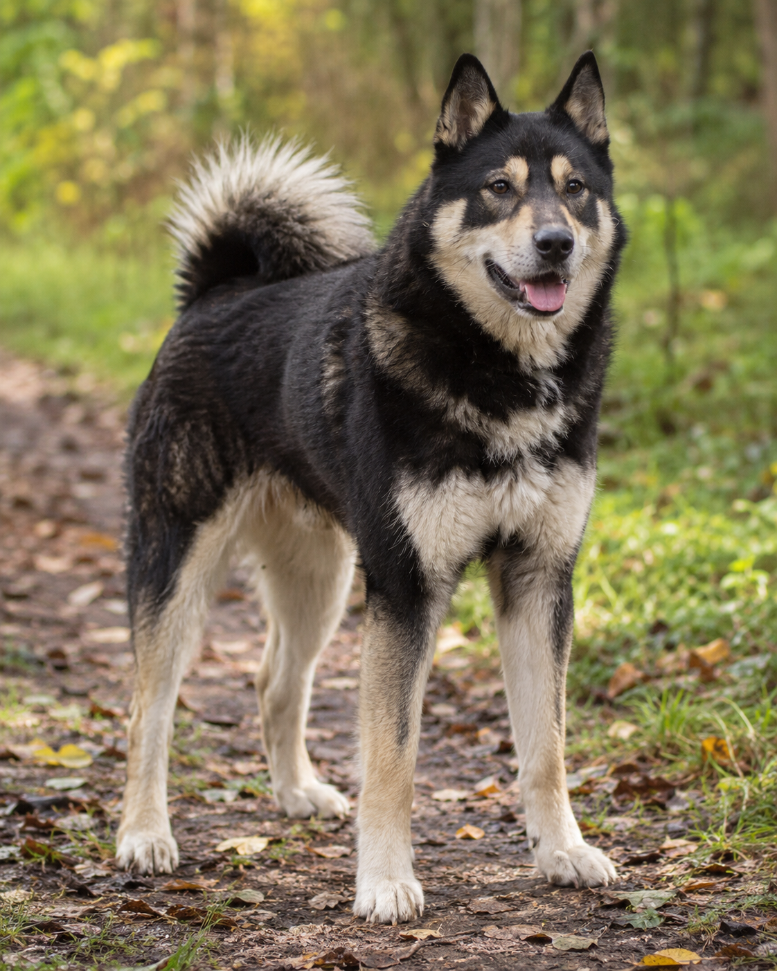 305-east-siberian-laika-ai-generated