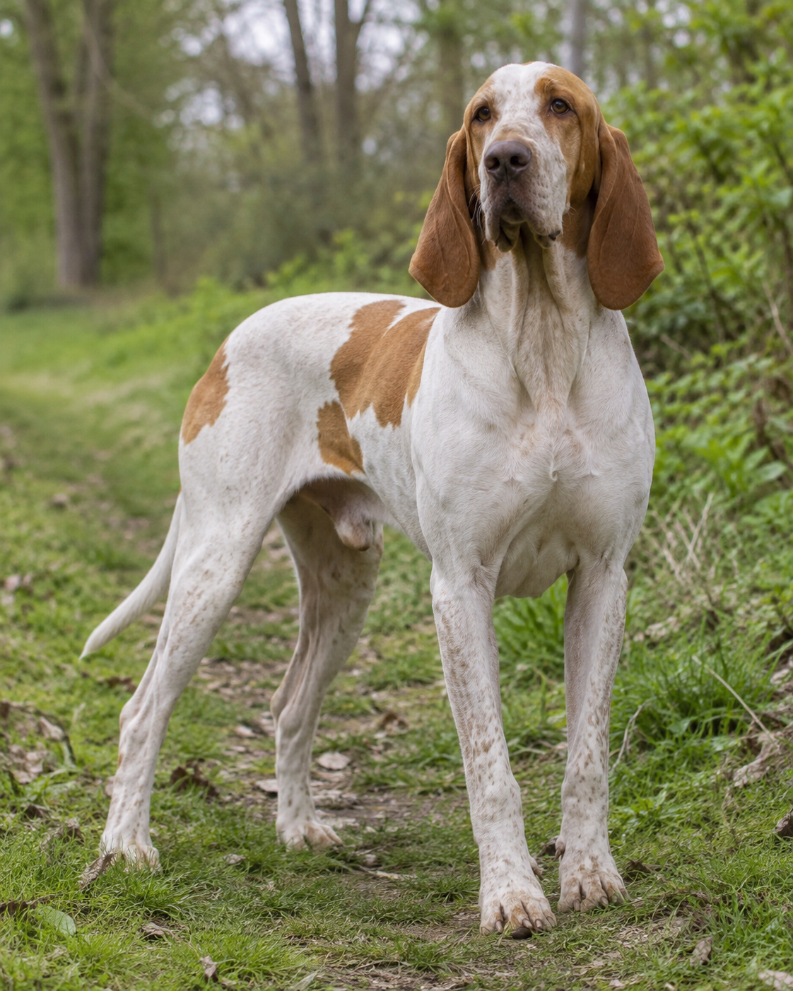 202-italian-pointing-dog-ai-generated