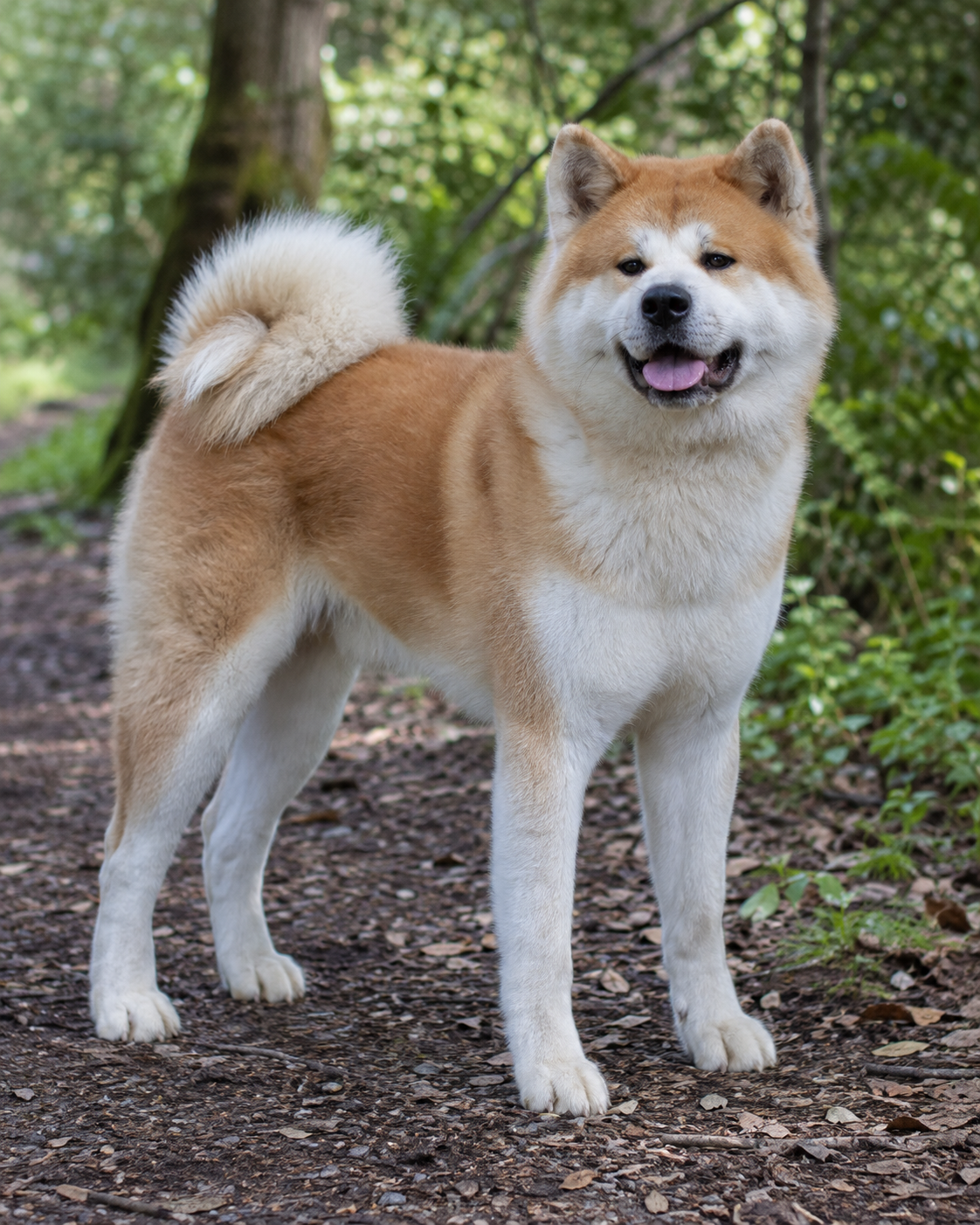 255-akita-ai-generated