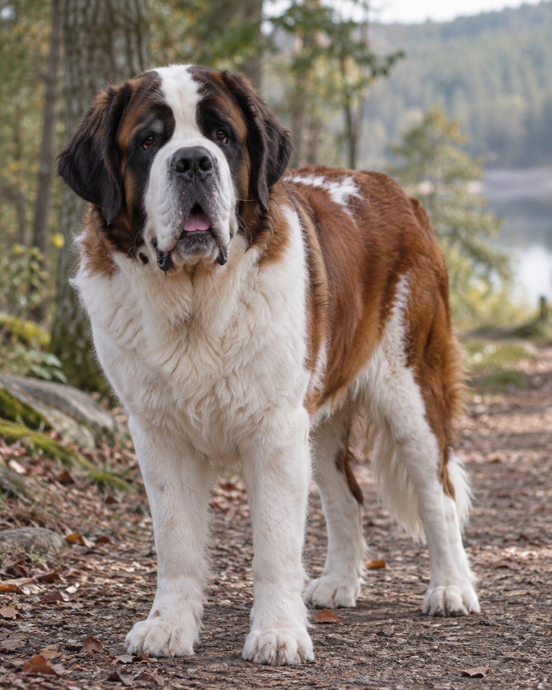 61-st-bernard-ai-generated