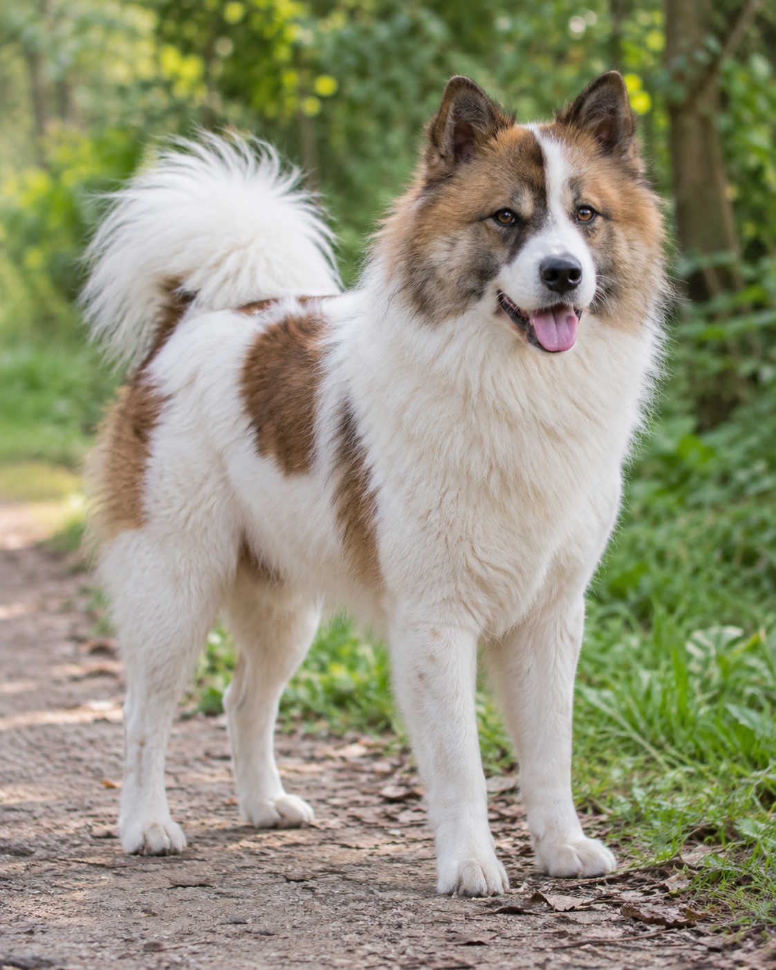 358-thai-bangkaew-dog-ai-generated
